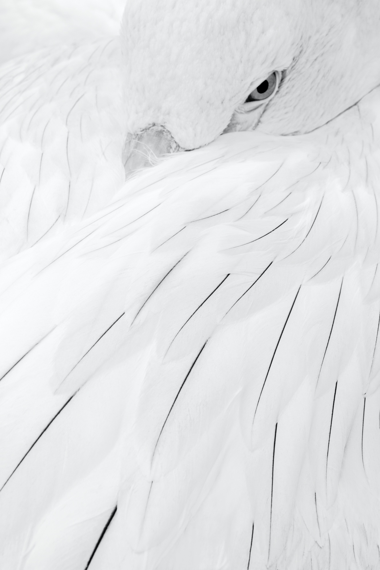 weiss (Zoo Berlin)