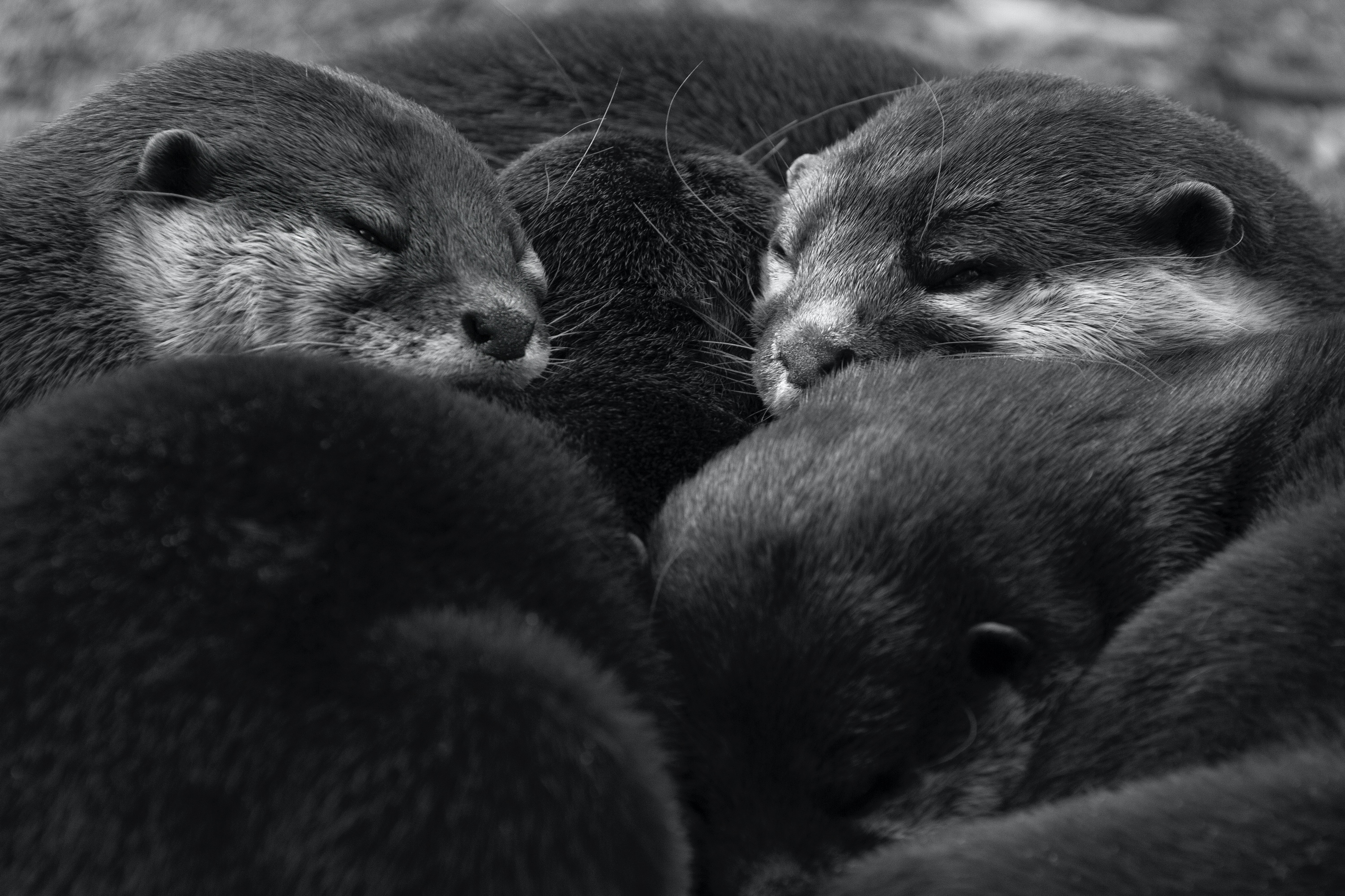 Kuschelnde Zwergotterfamilie (Zoo Berlin)