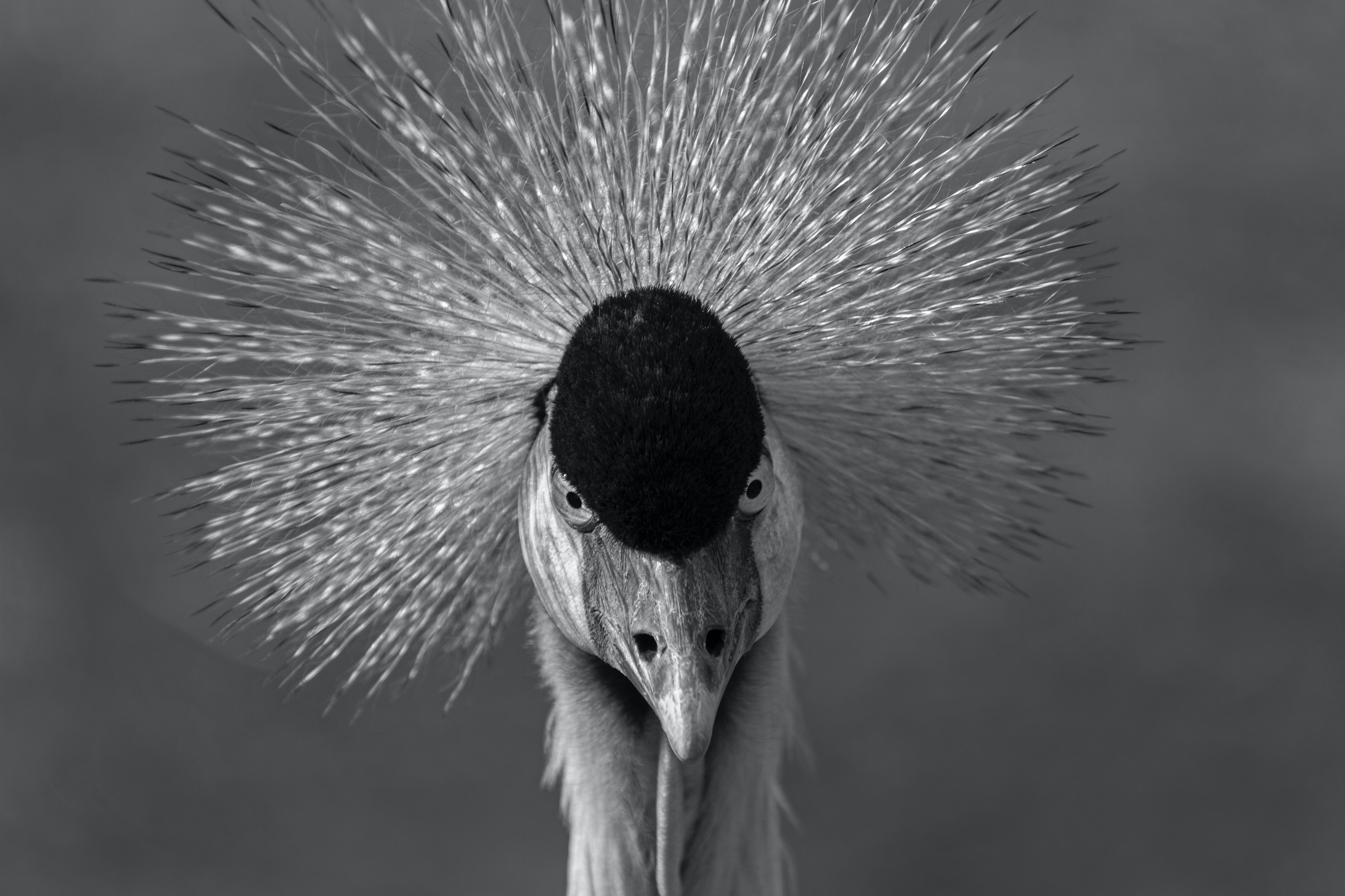 Kronenkranich (Zoo Berlin)