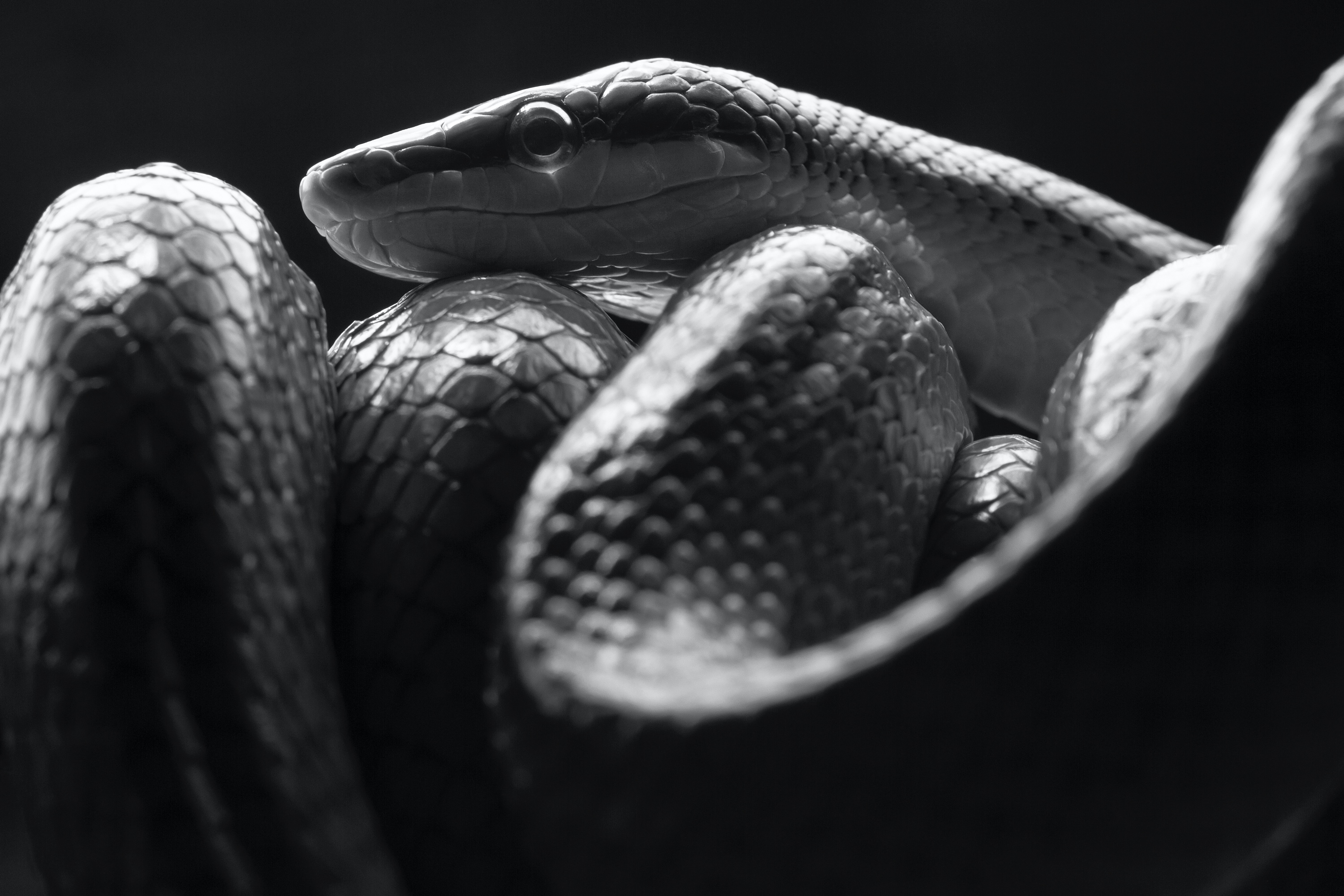 Schlange (Zoo Berlin)