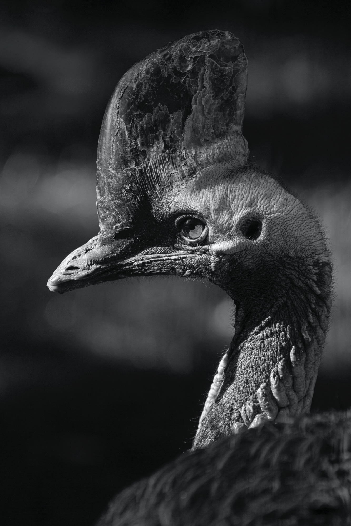 Kasuar (Zoo Berlin)