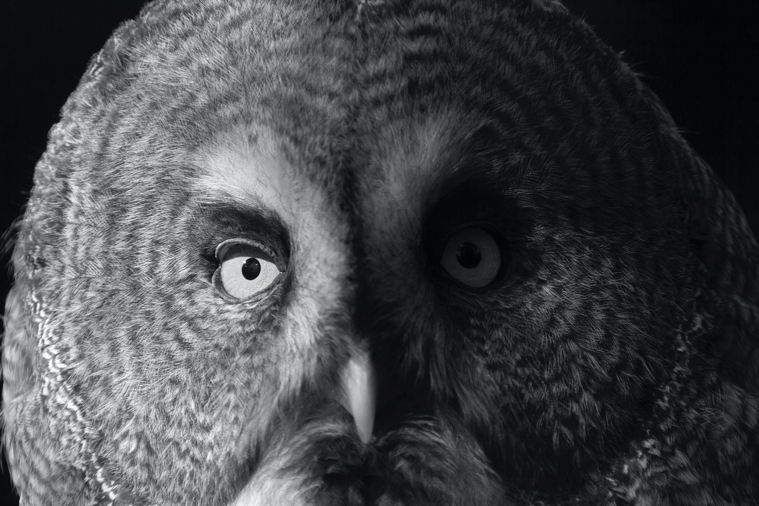 Eule (Zoo Berlin)