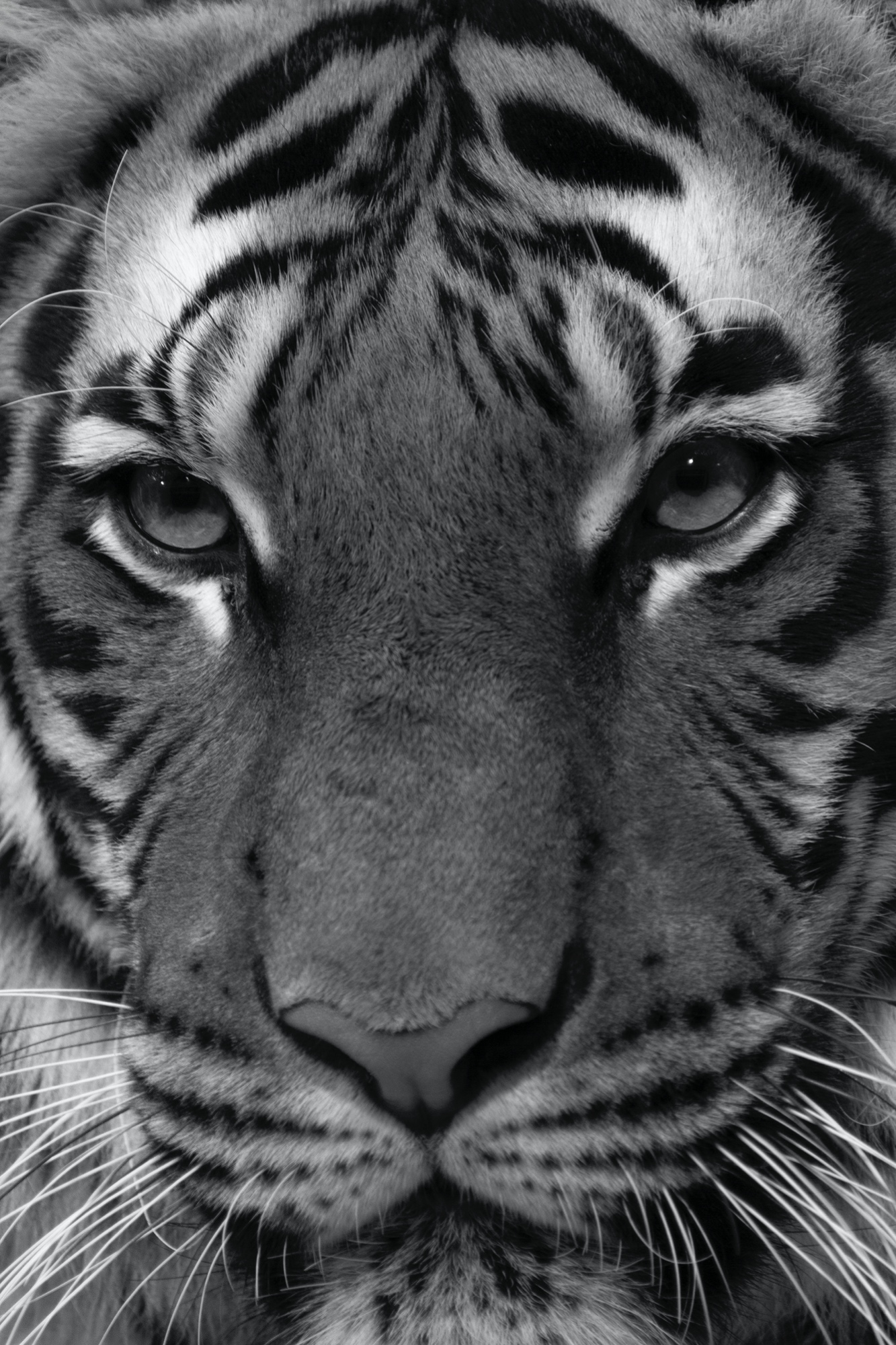 Tiger (Zoo Berlin)