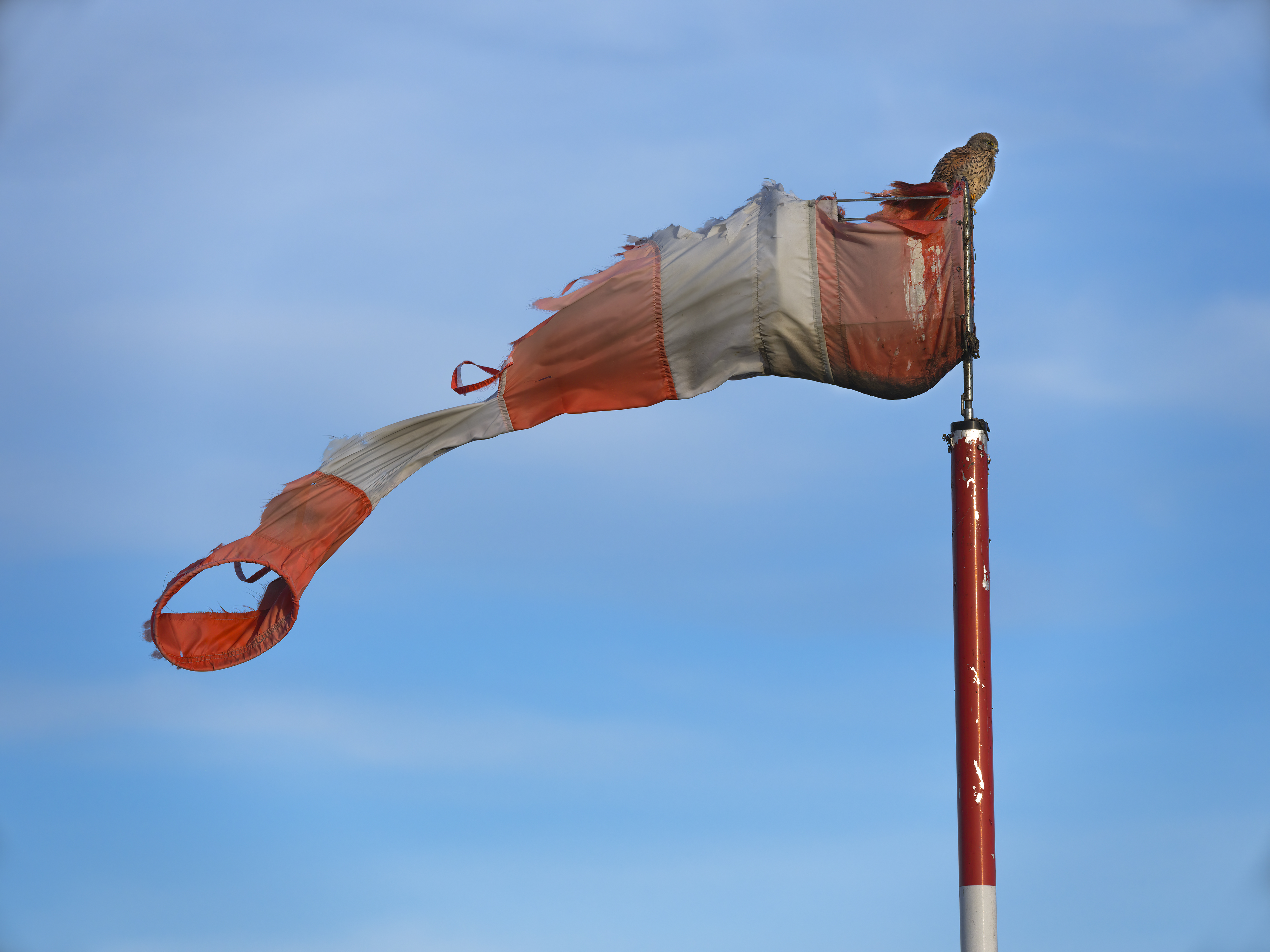 (S)Turmfalke