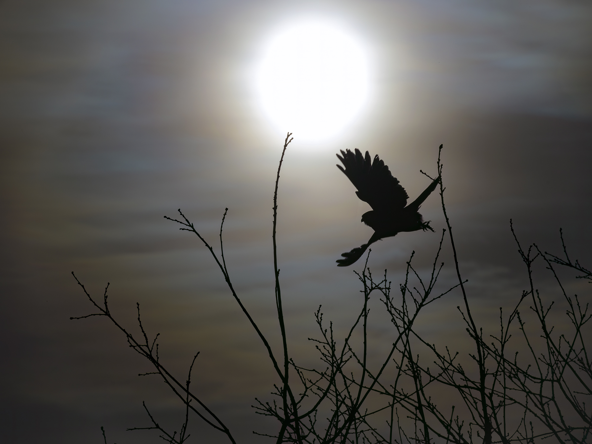 Wintersonne