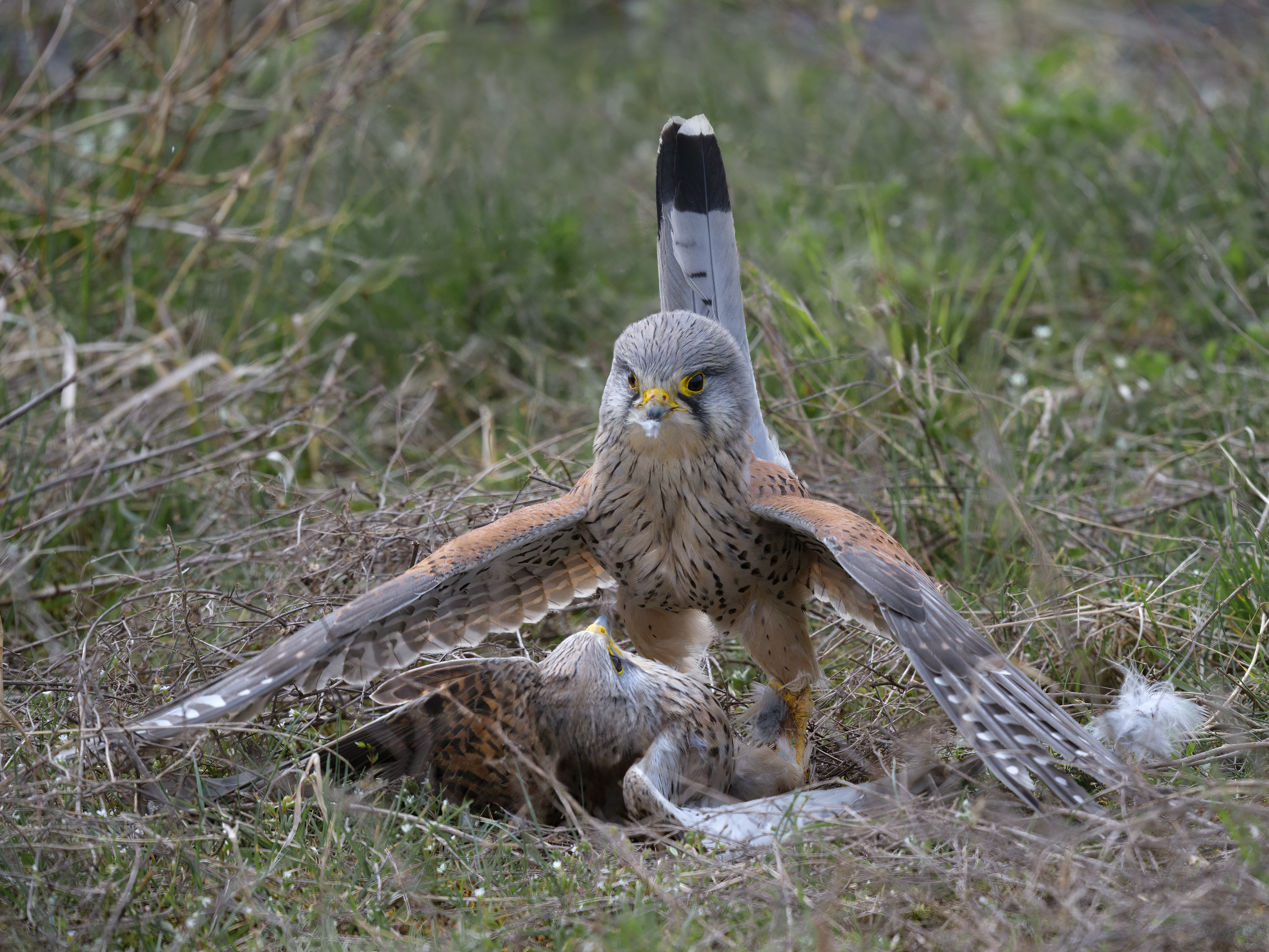 Zwei Turmfalken (Falco tinnunculus) kämpfen am Boden.