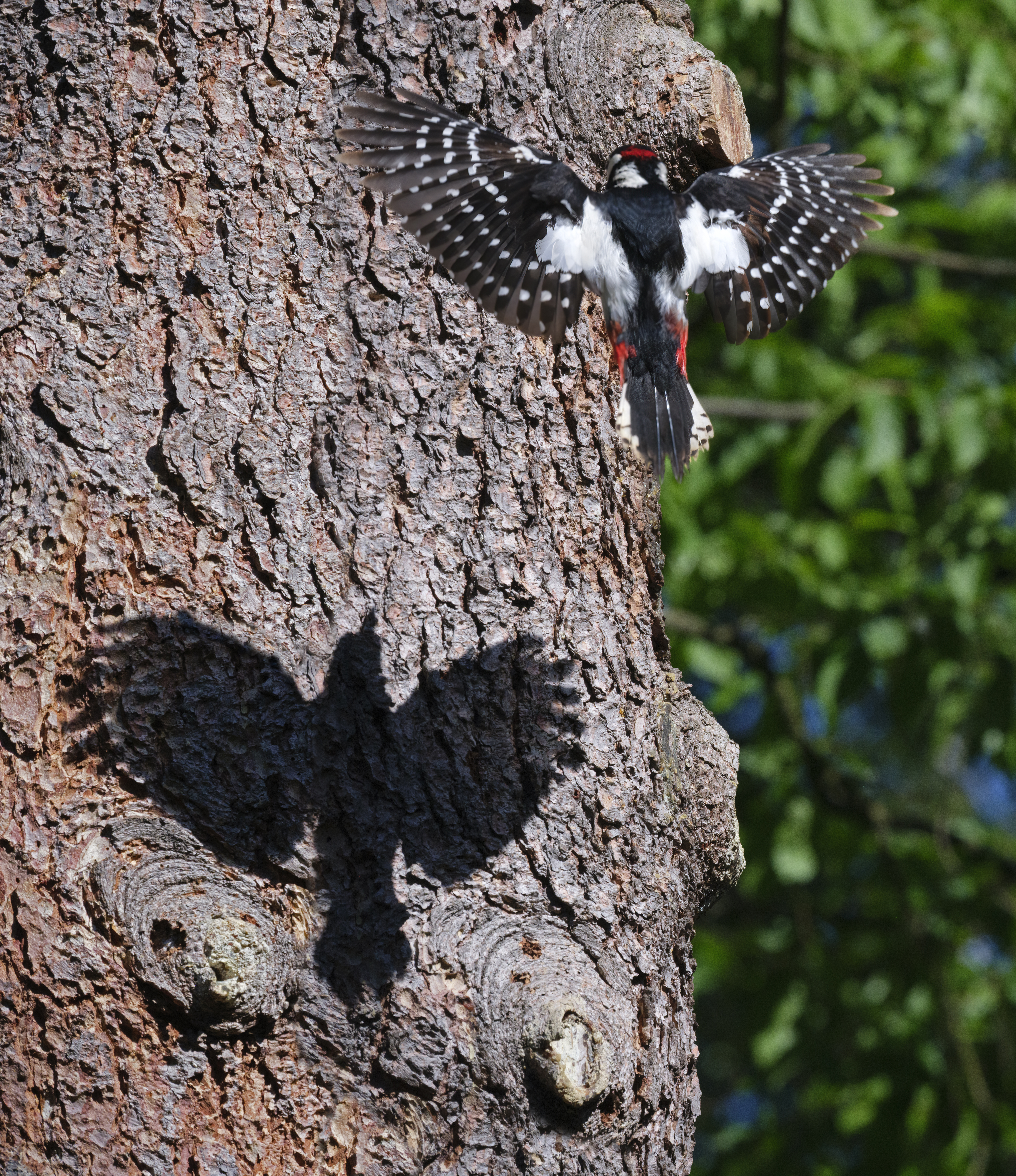 Schattenflug