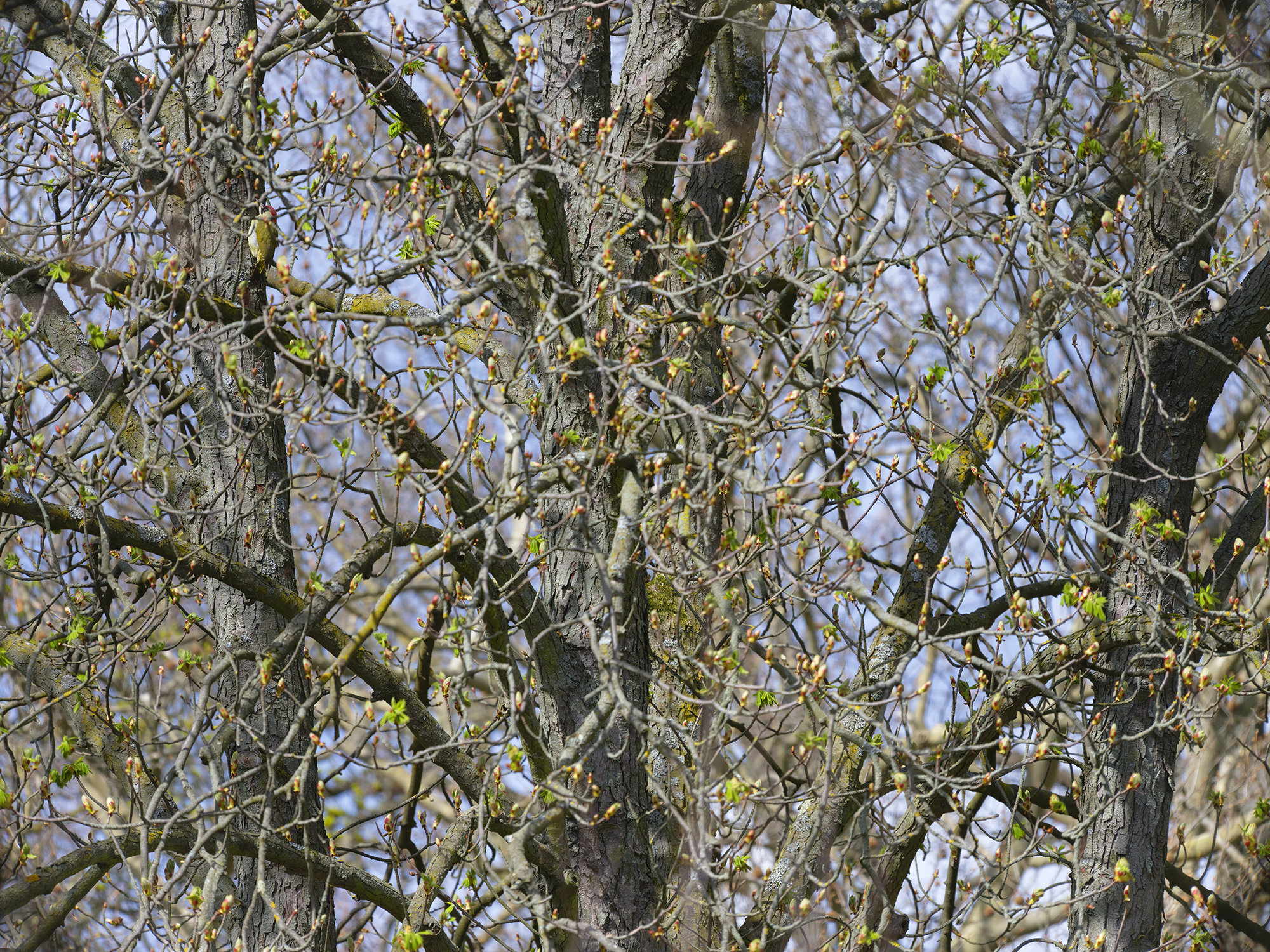 SUCHBILD: