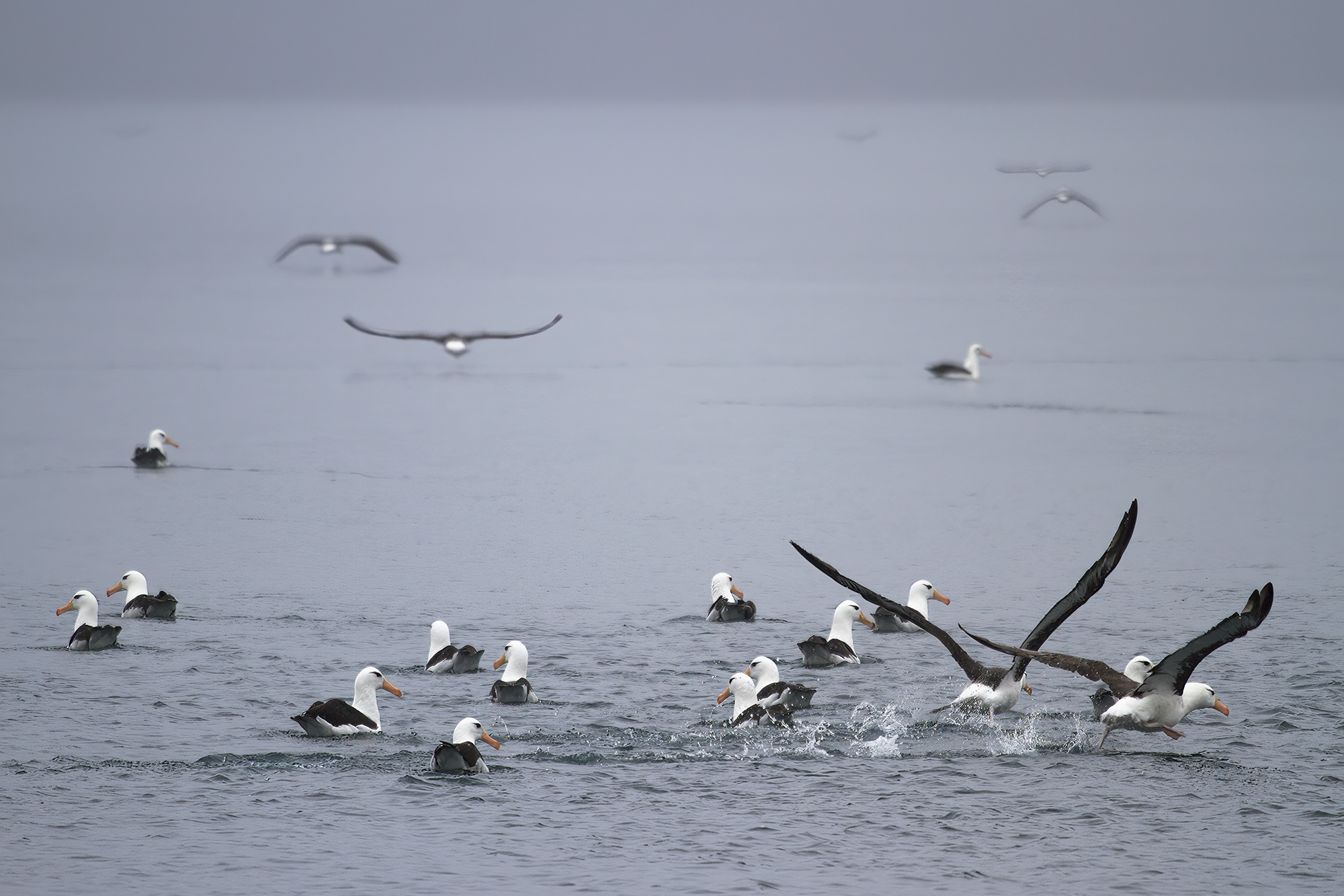 Schwarzbrauenalbatrosse