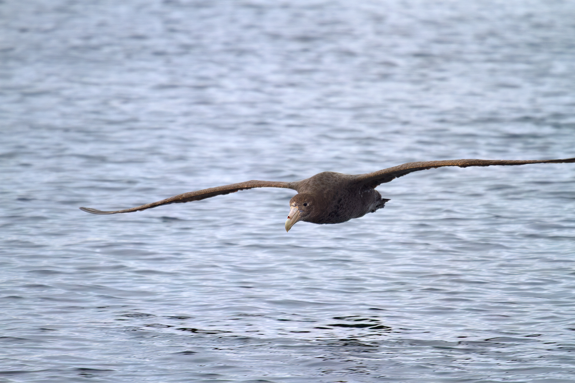 Der Riesensturmvogel ...