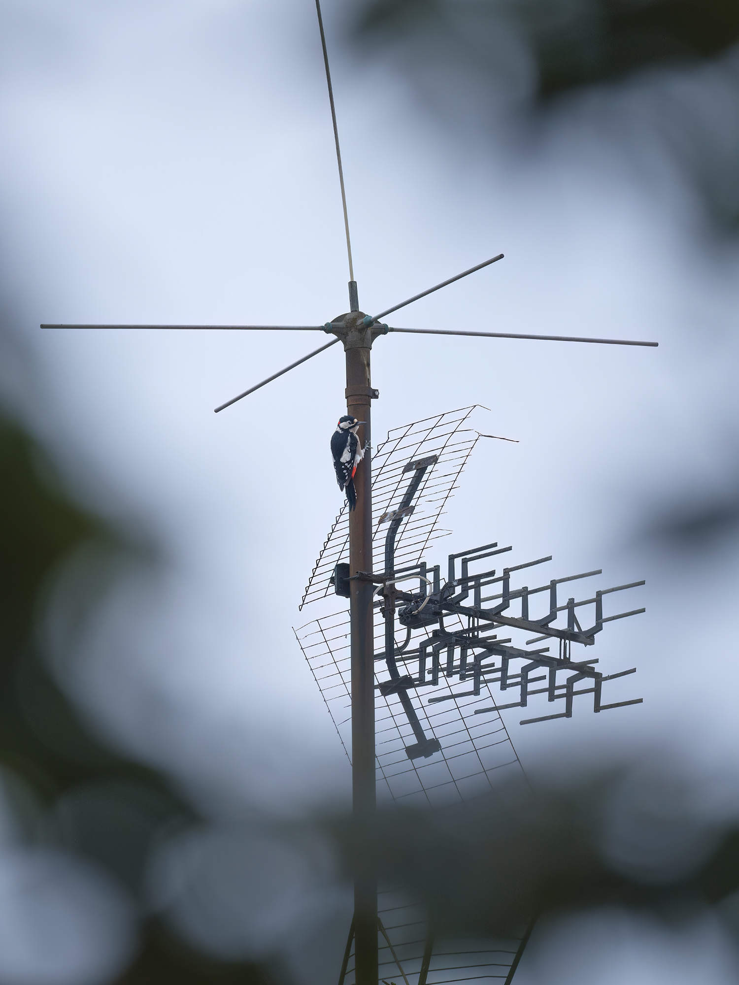 Über eine terrestrische Antenne ...