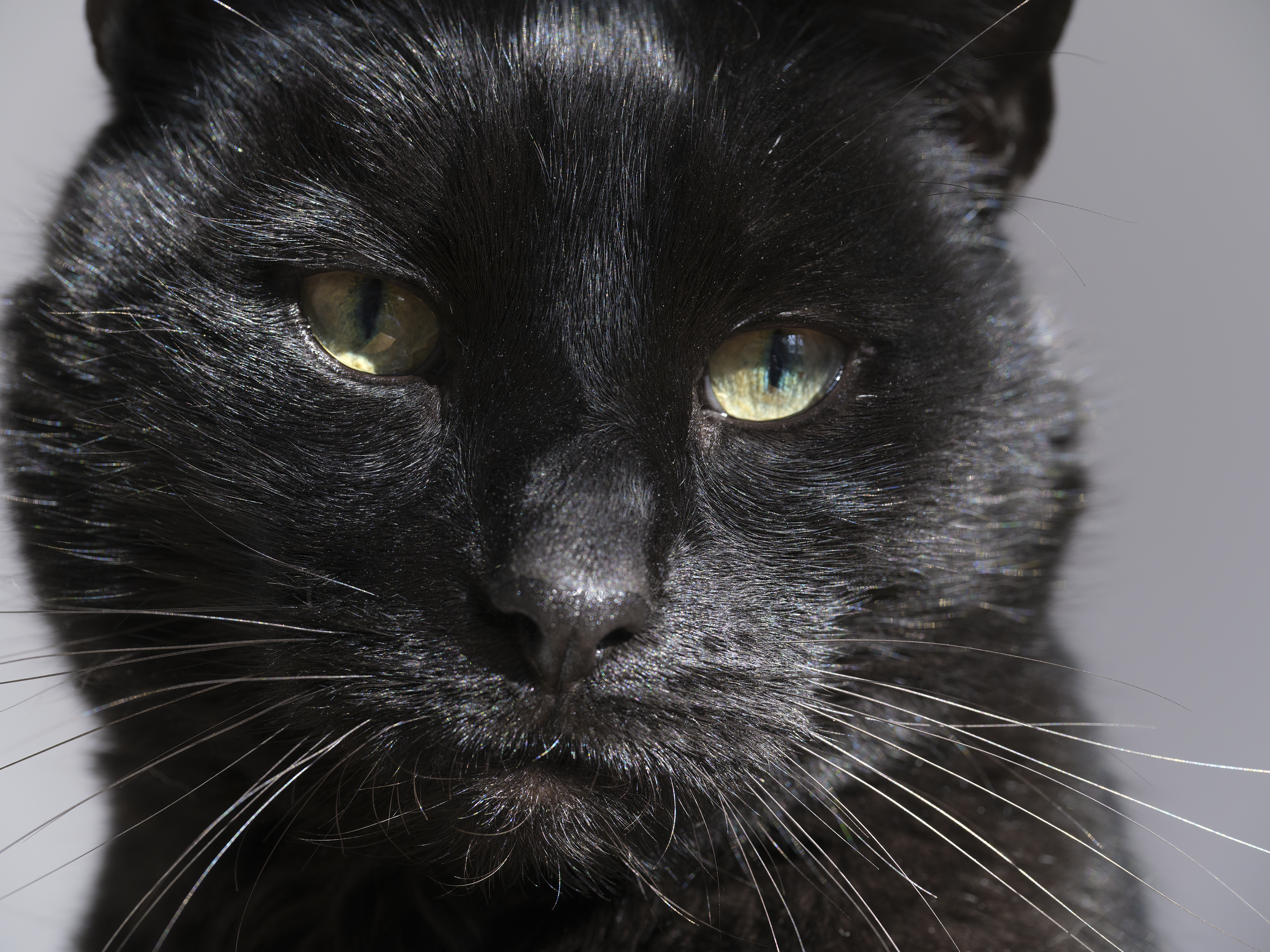 Der beste Kater ...