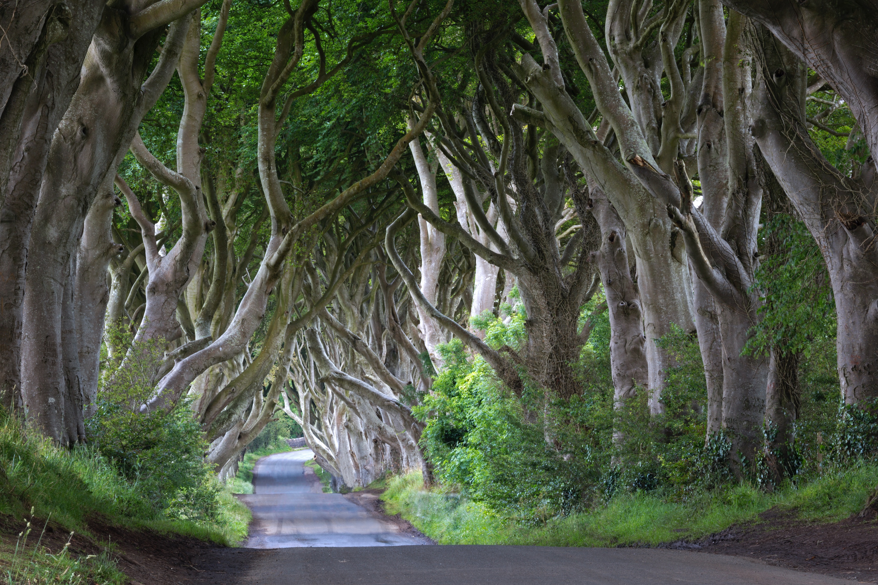 The Dark Hedge
