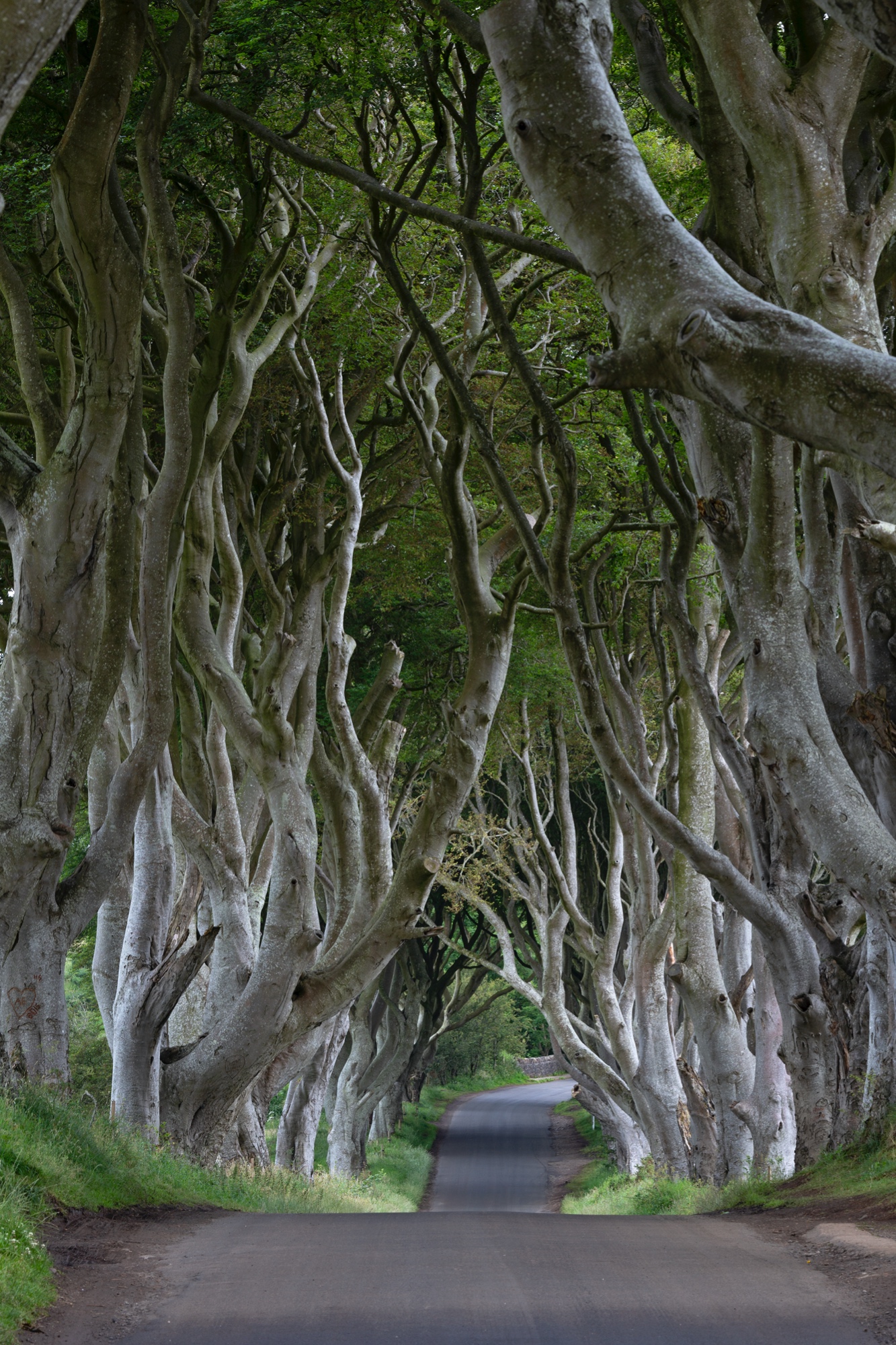 The Dark Hedge