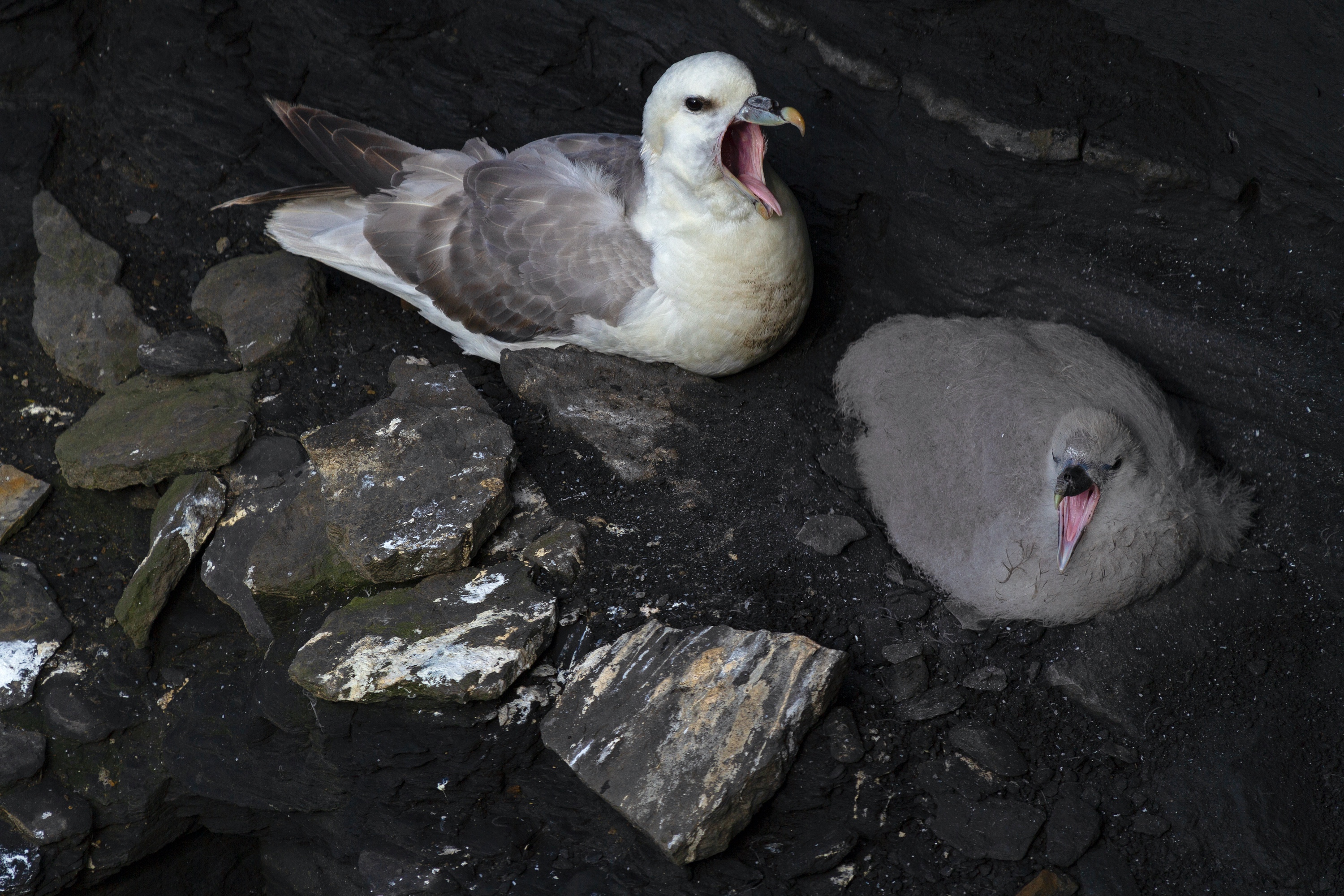 Möwe mit Jungtier
