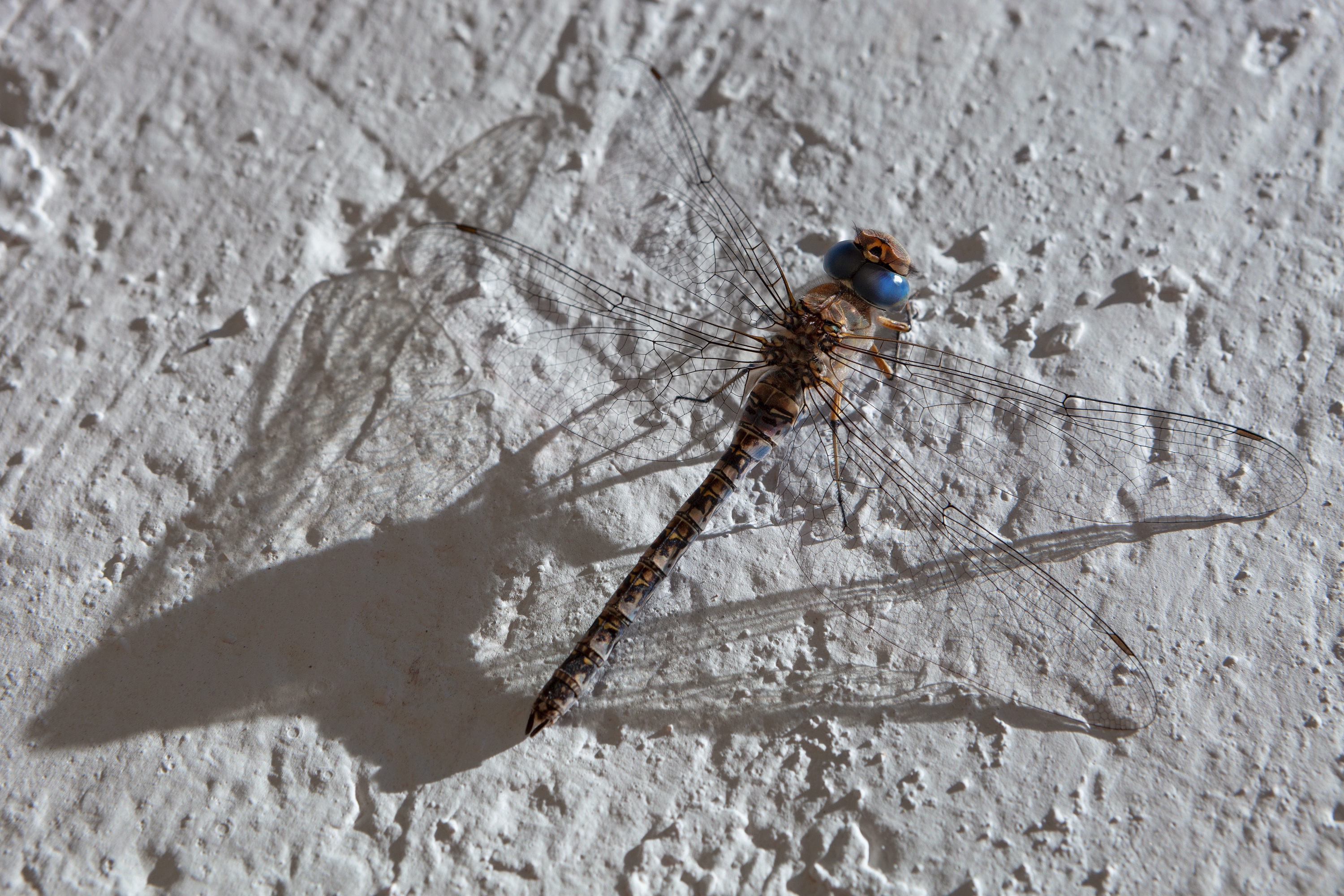 Libelle