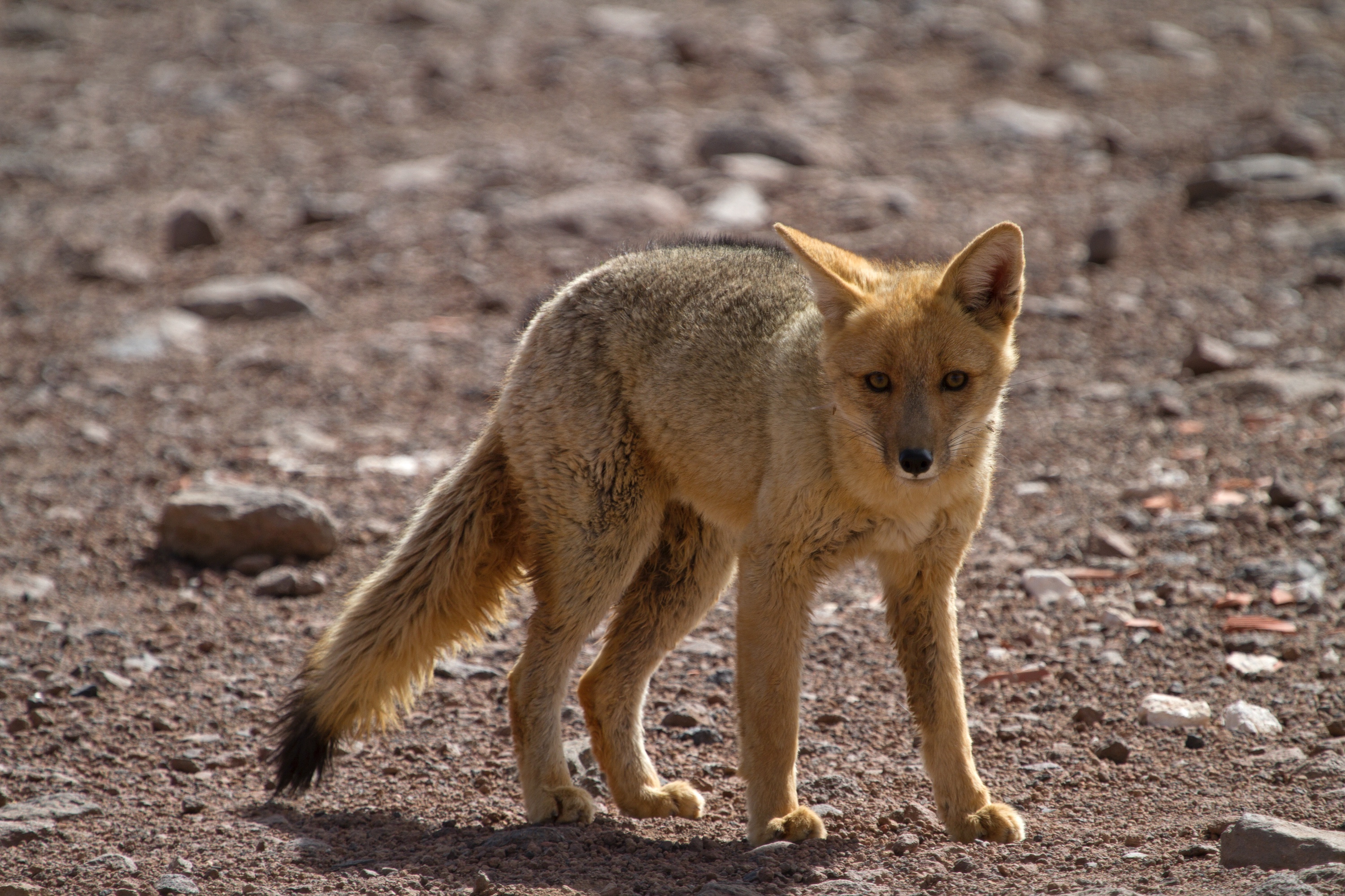 Andenfuchs