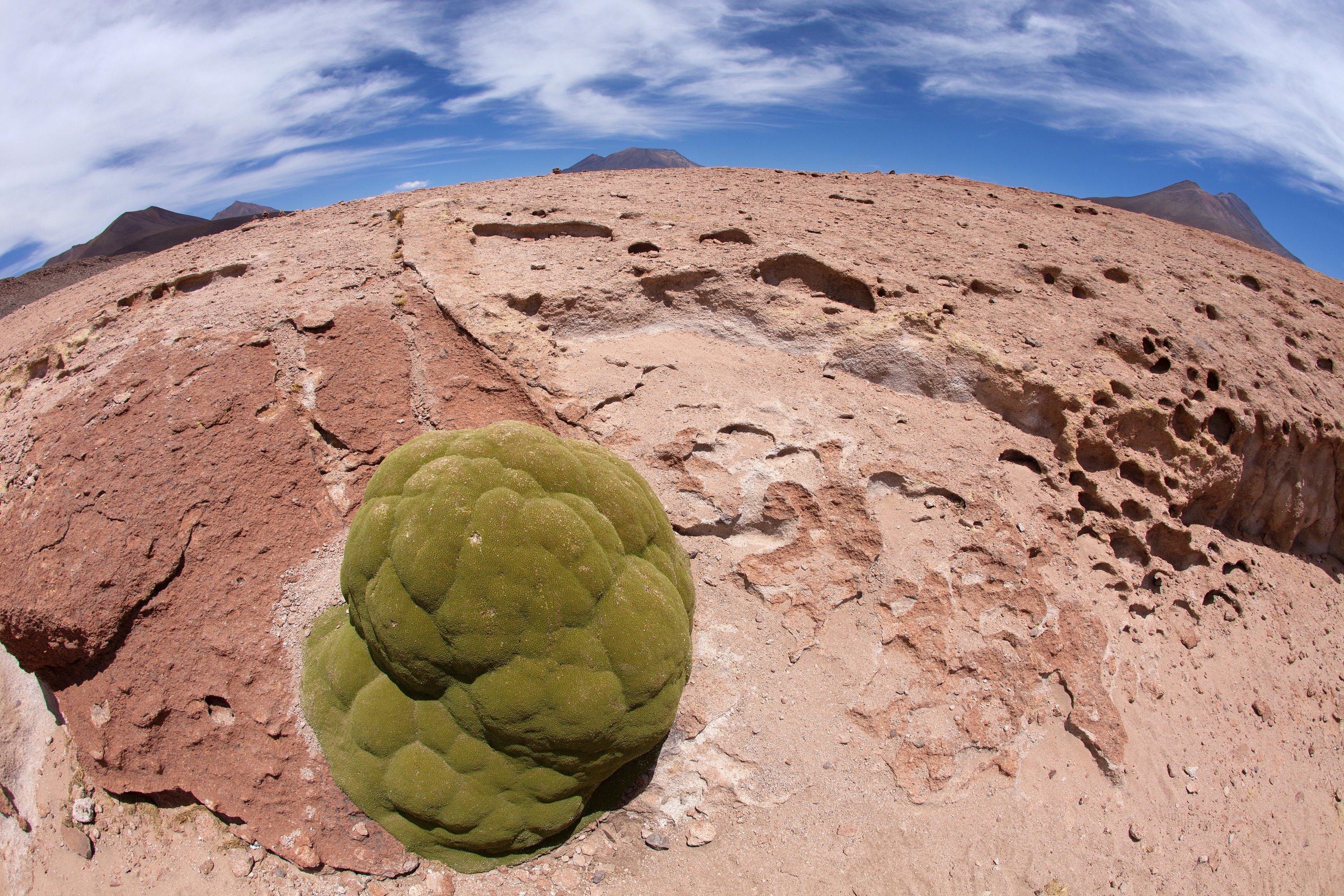 Yareta