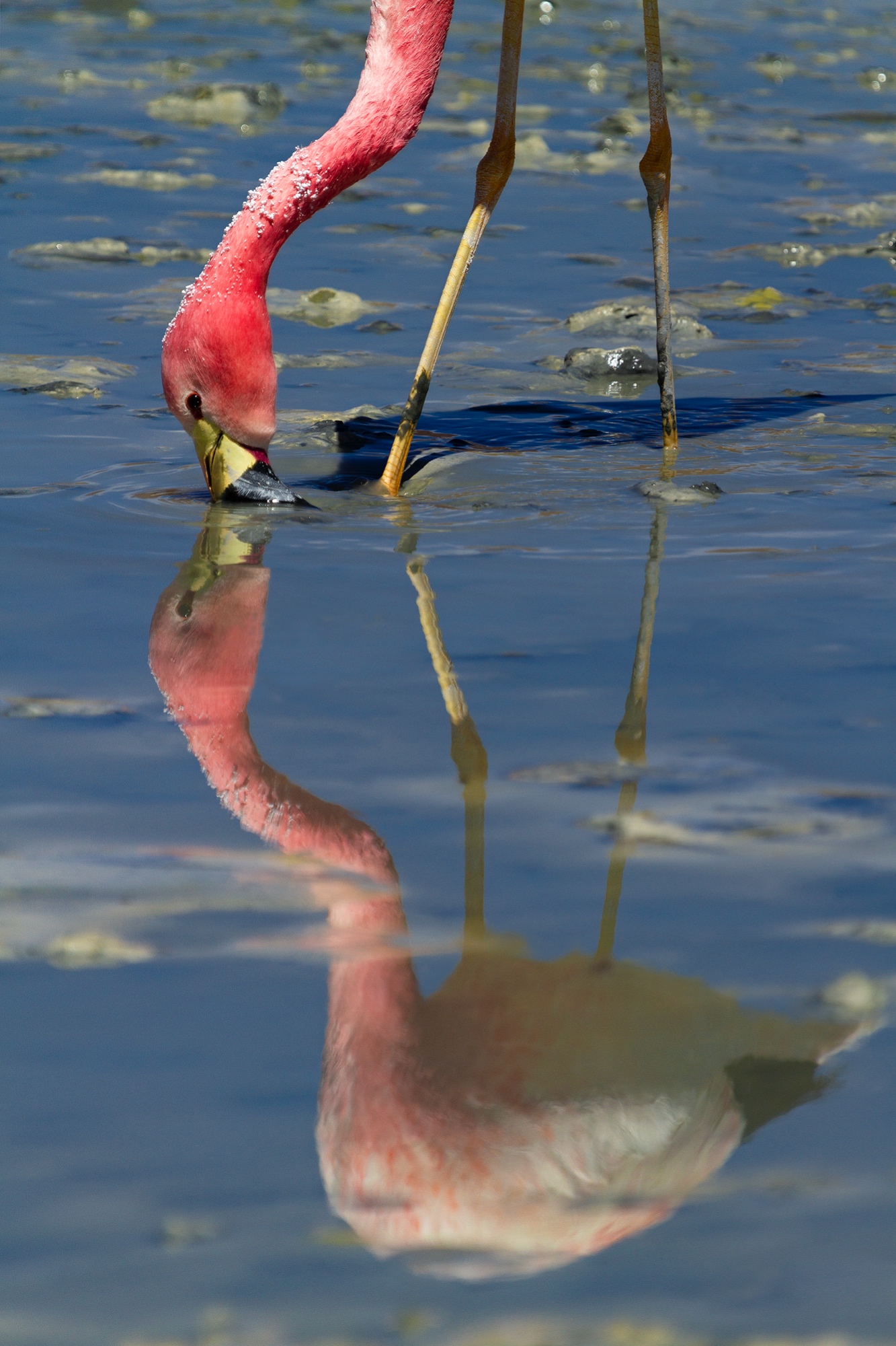 Flamingo-Spiegelung