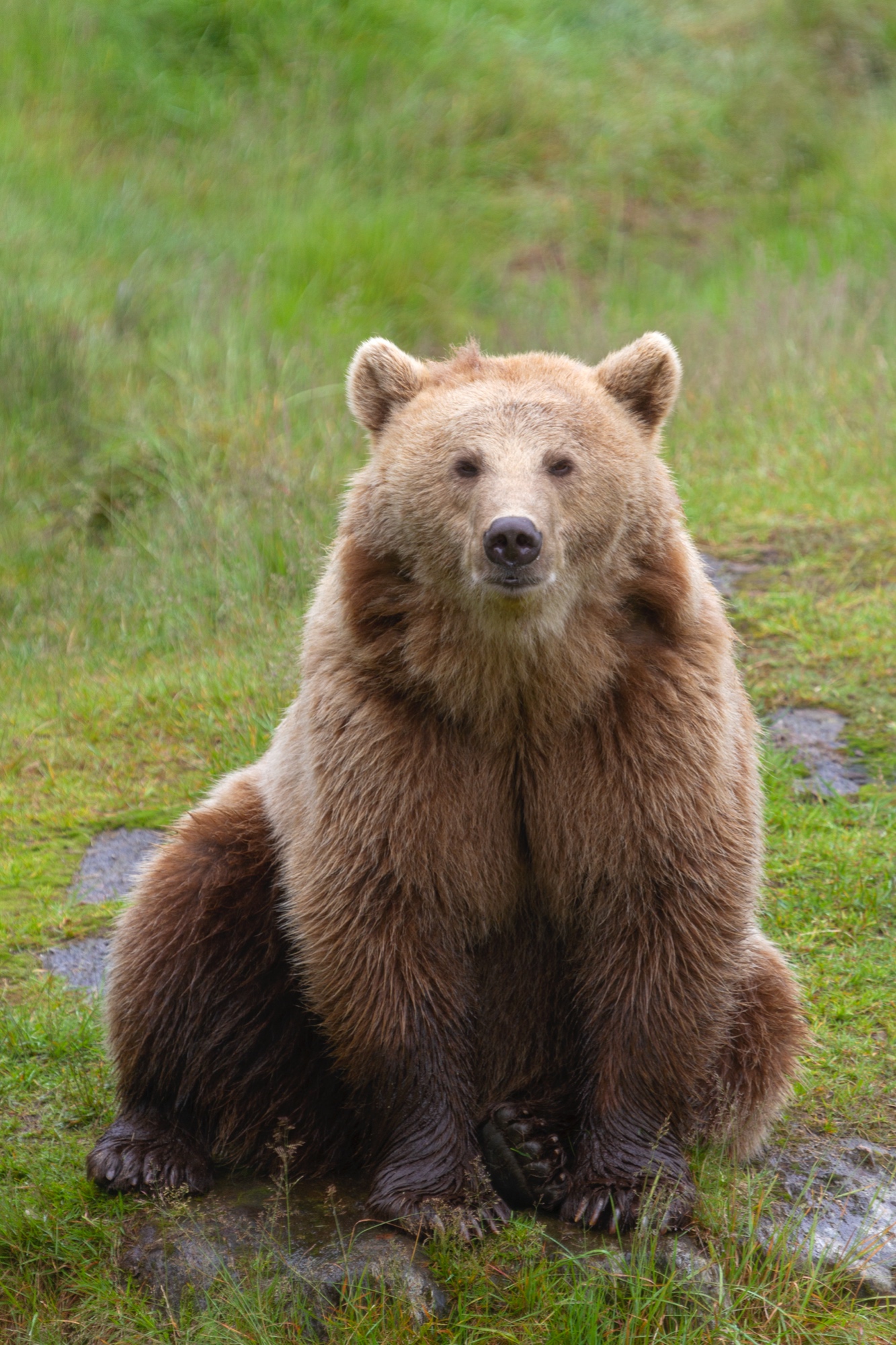 Braunbär