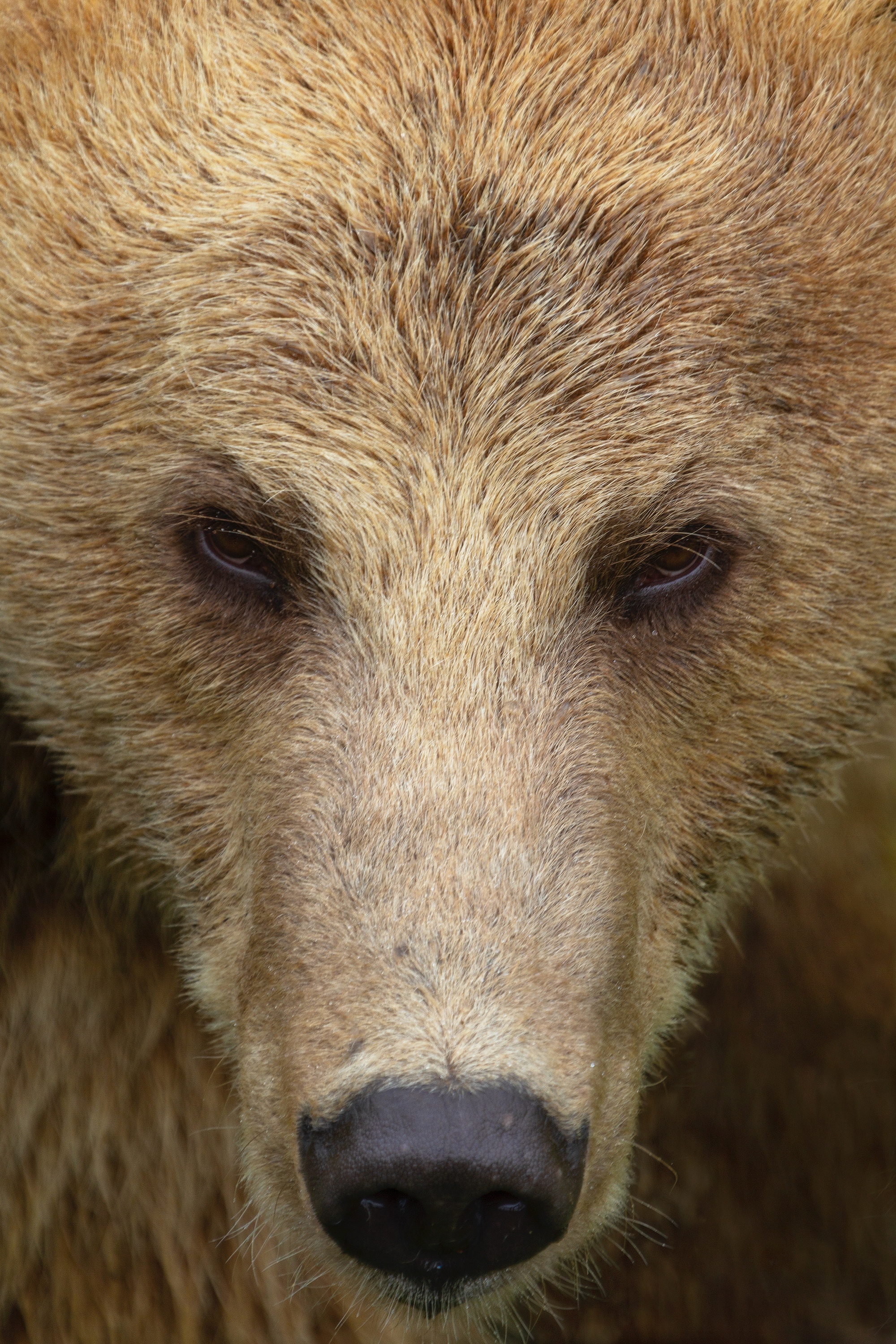 Braunbär-Portrait