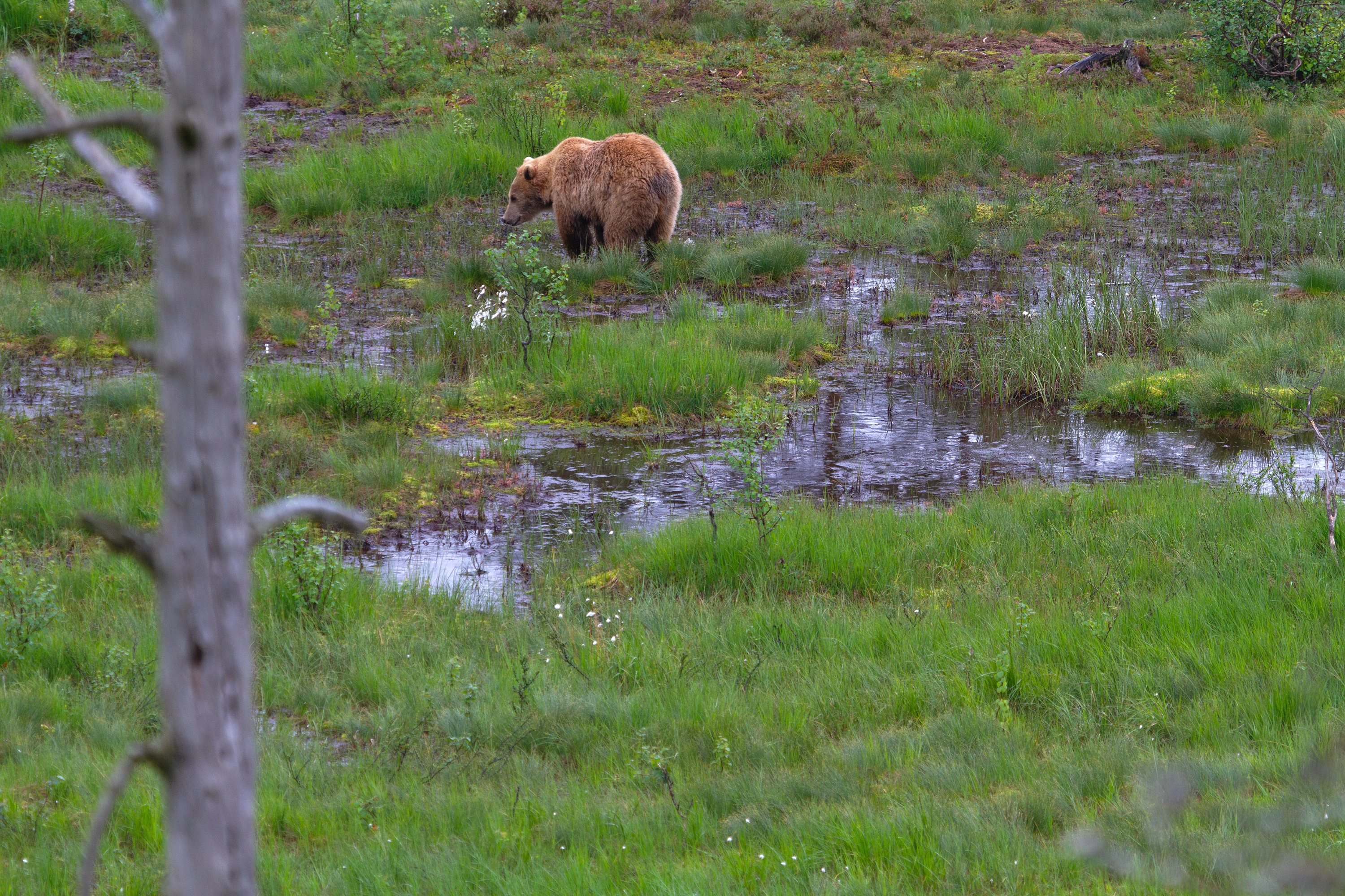 Braunbär