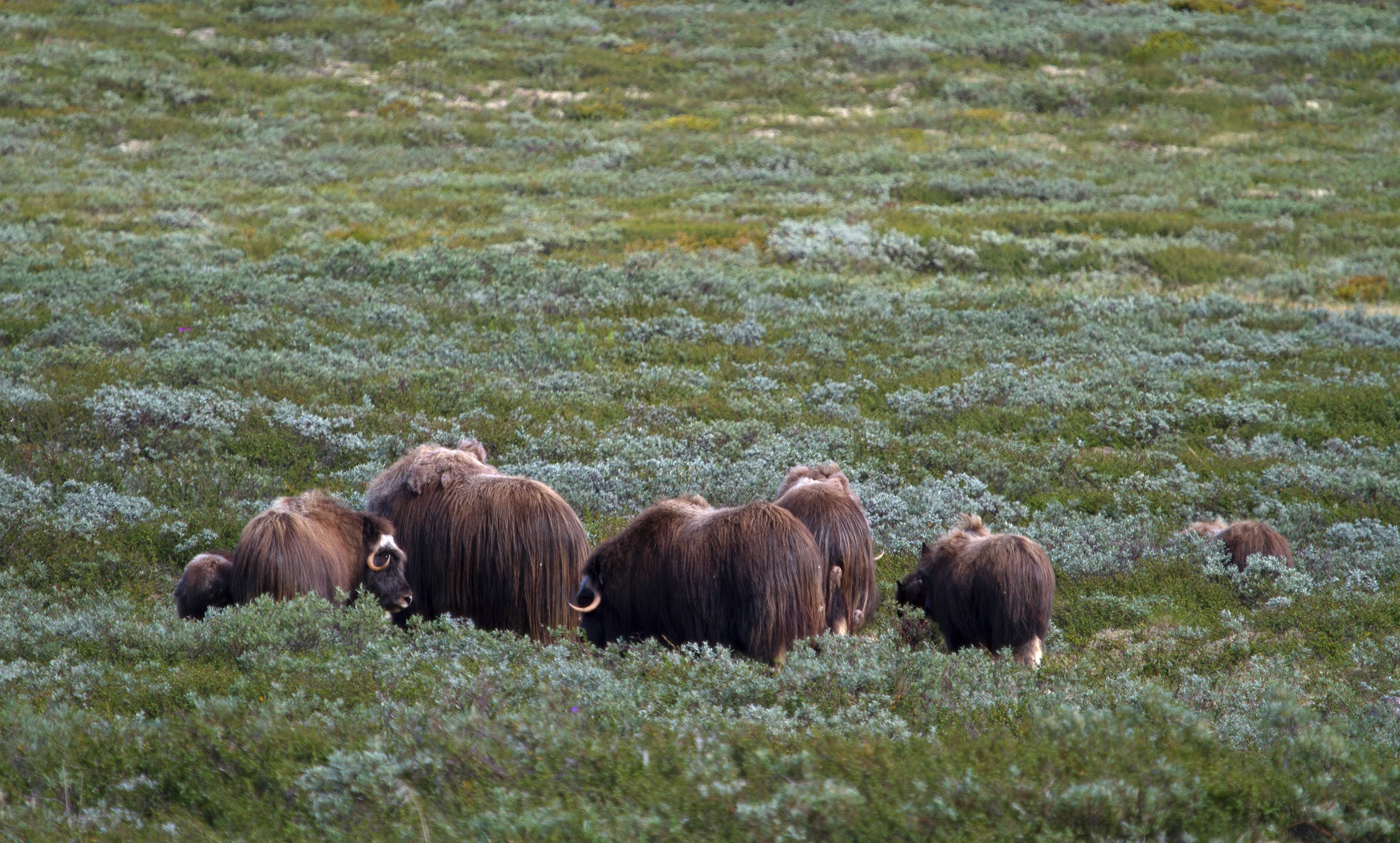 Moschus-Familie