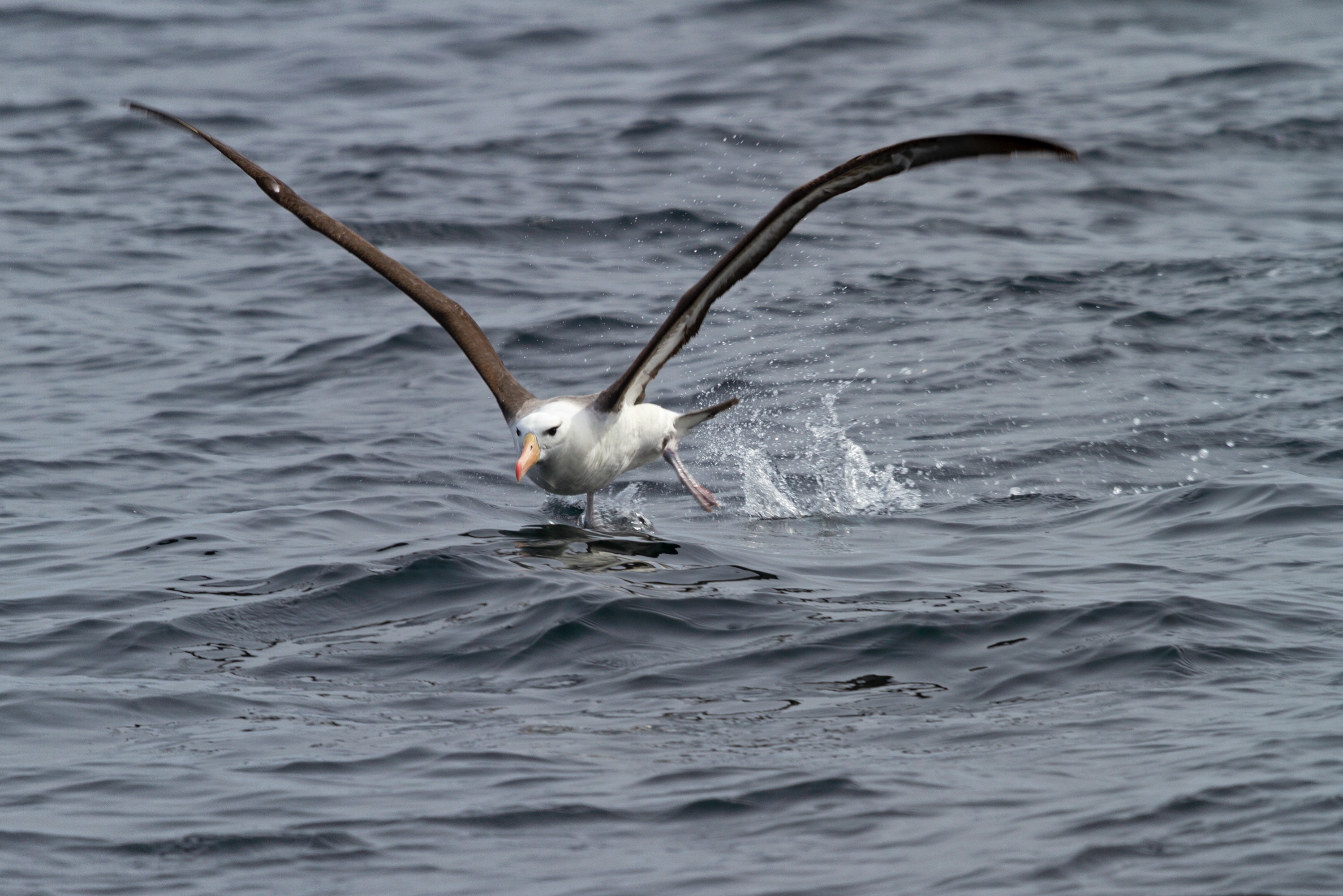Albatros-Start