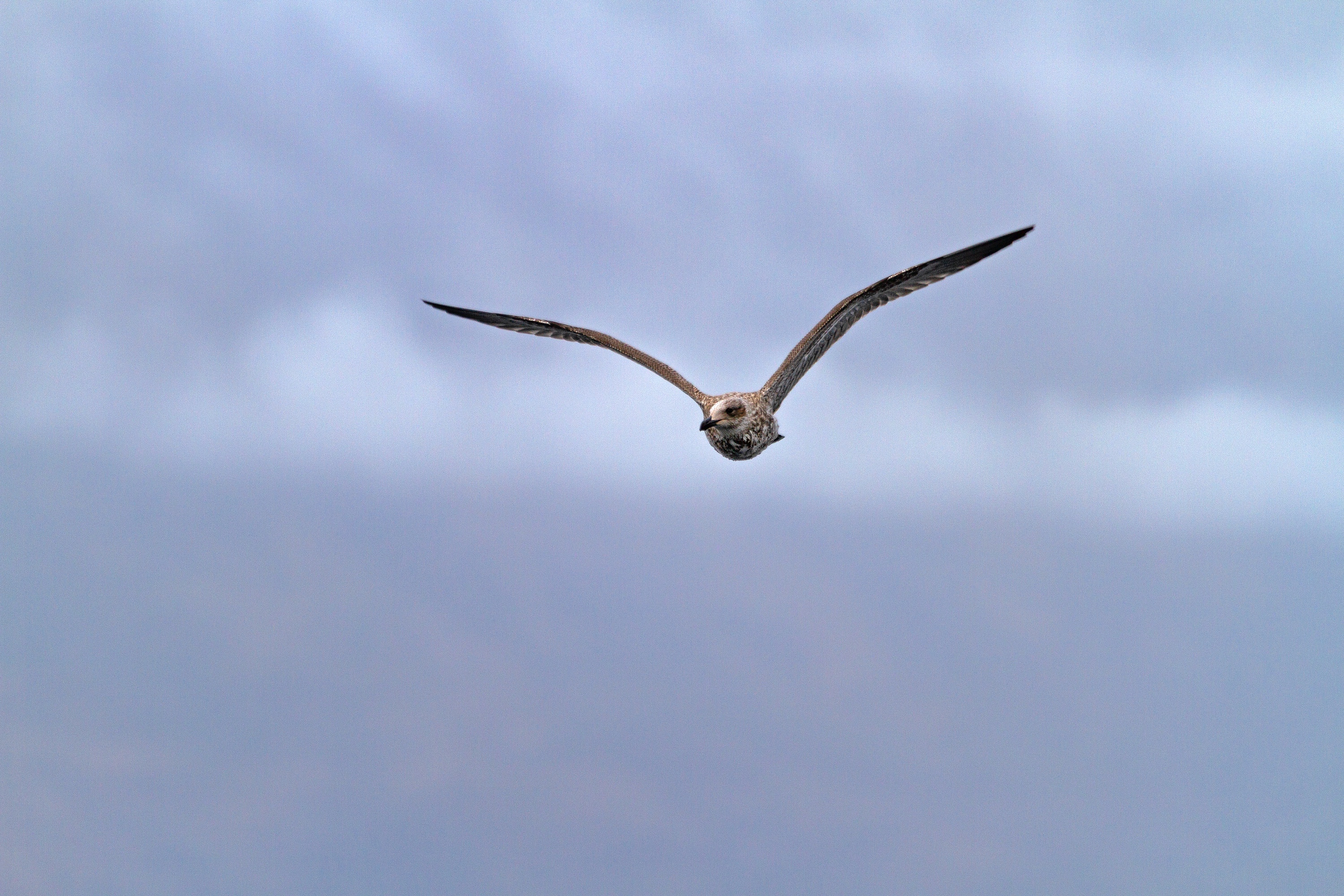 Im Flug