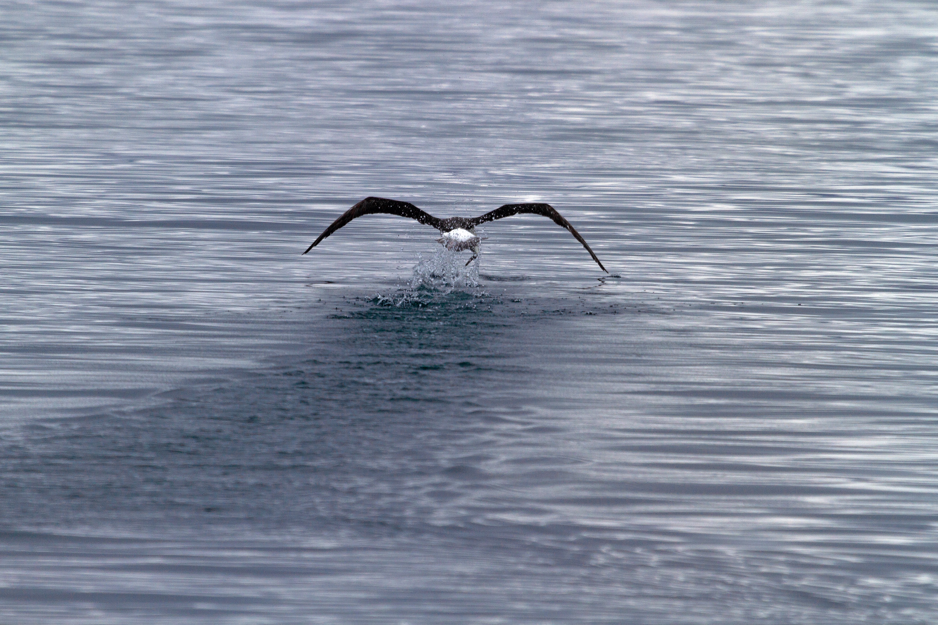 Albatross-Start