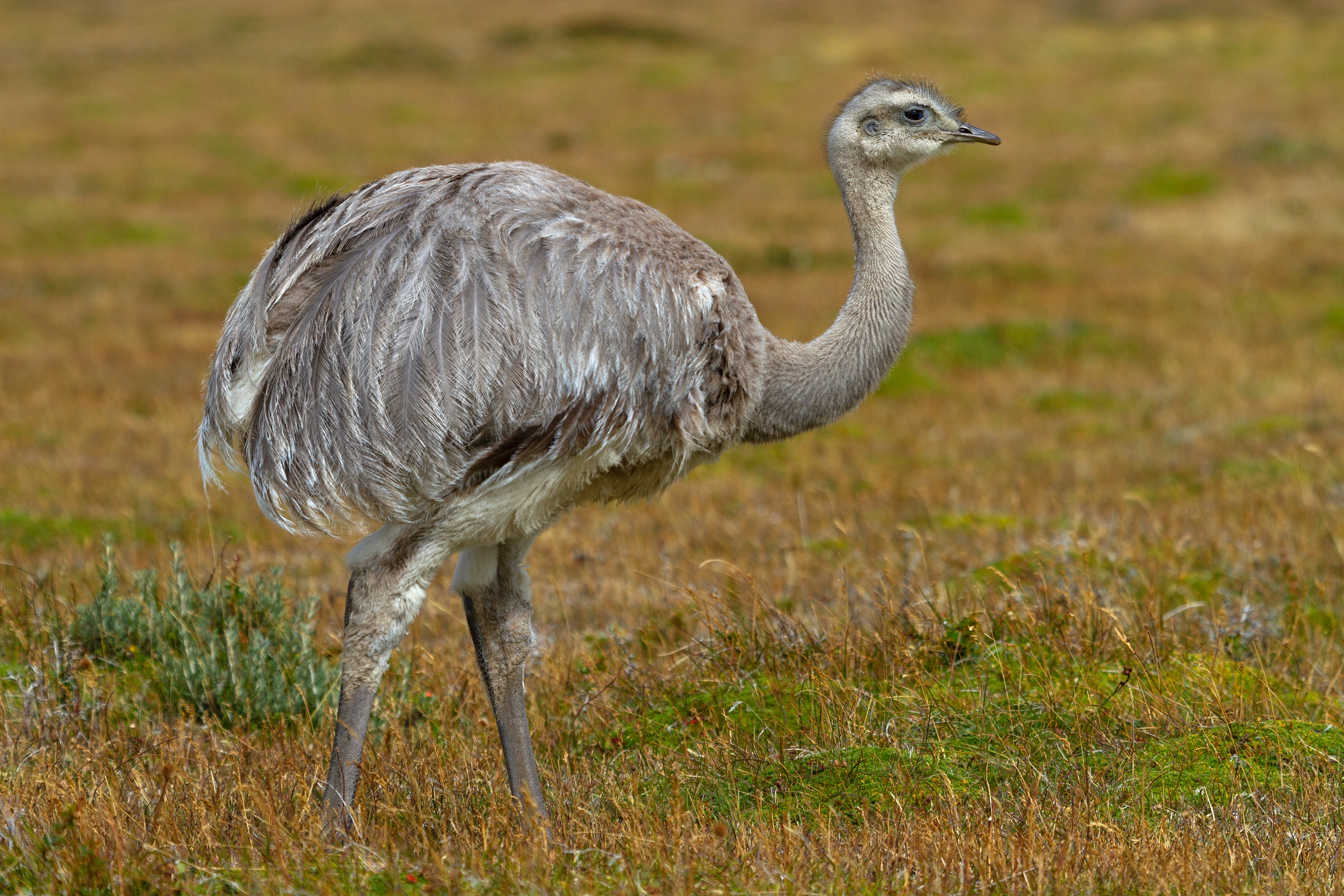 Nandu