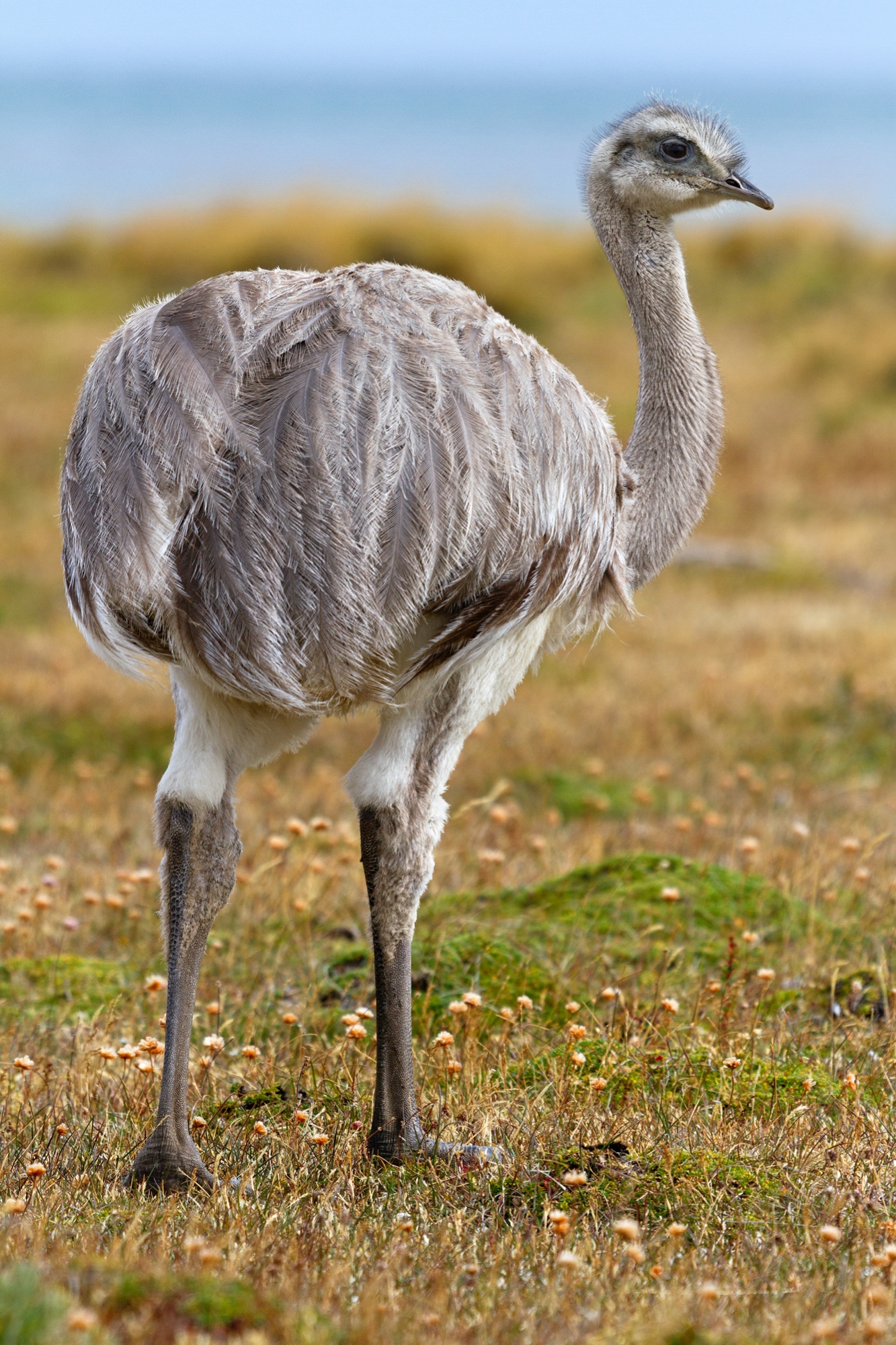 Nandu