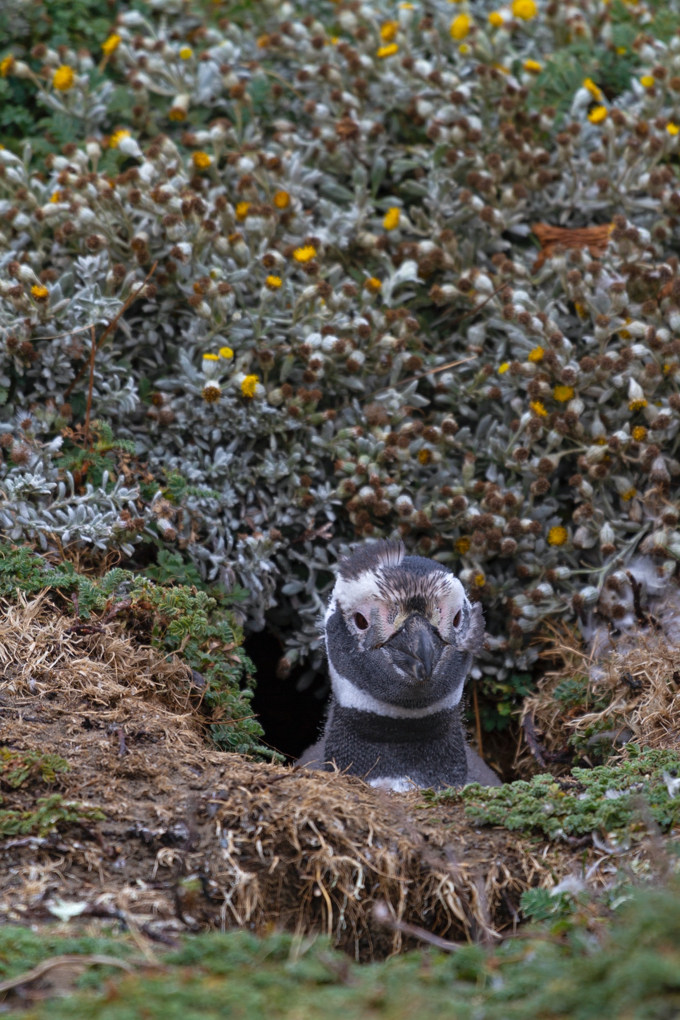 Magellan Pinguin