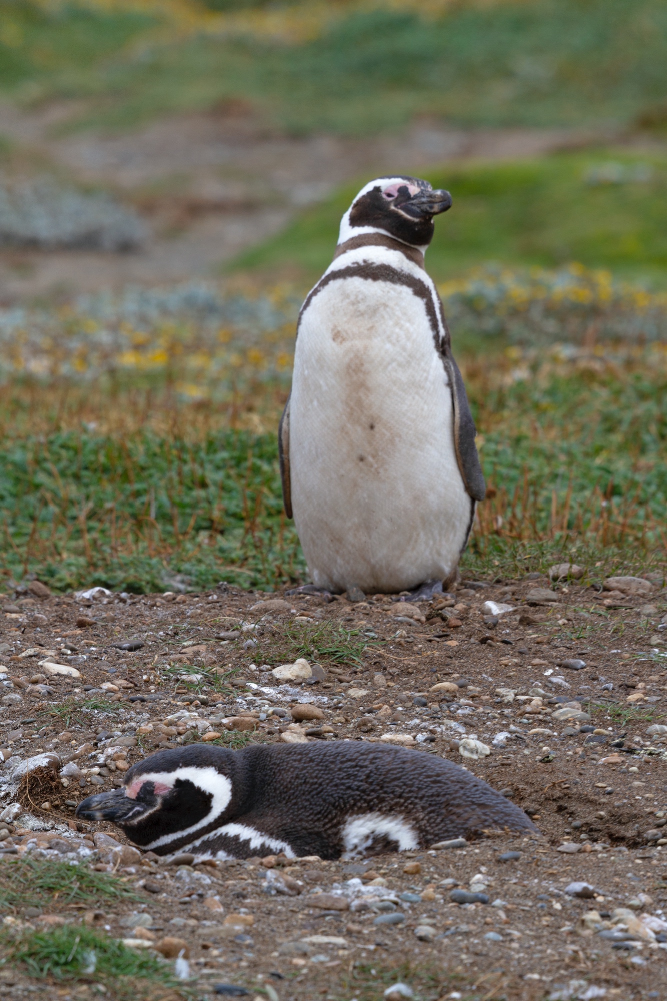 Magellan Pinguine
