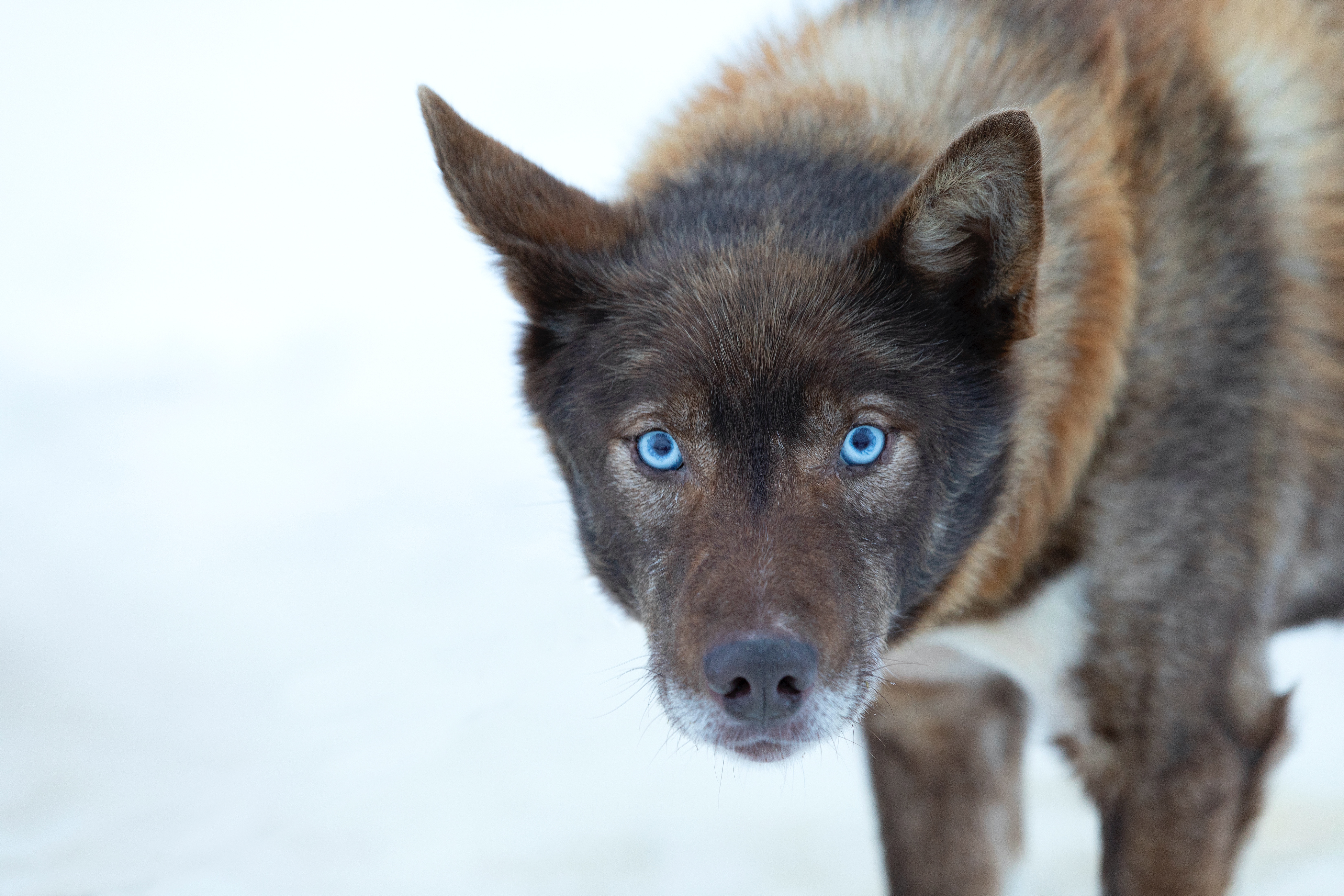 Husky Augen