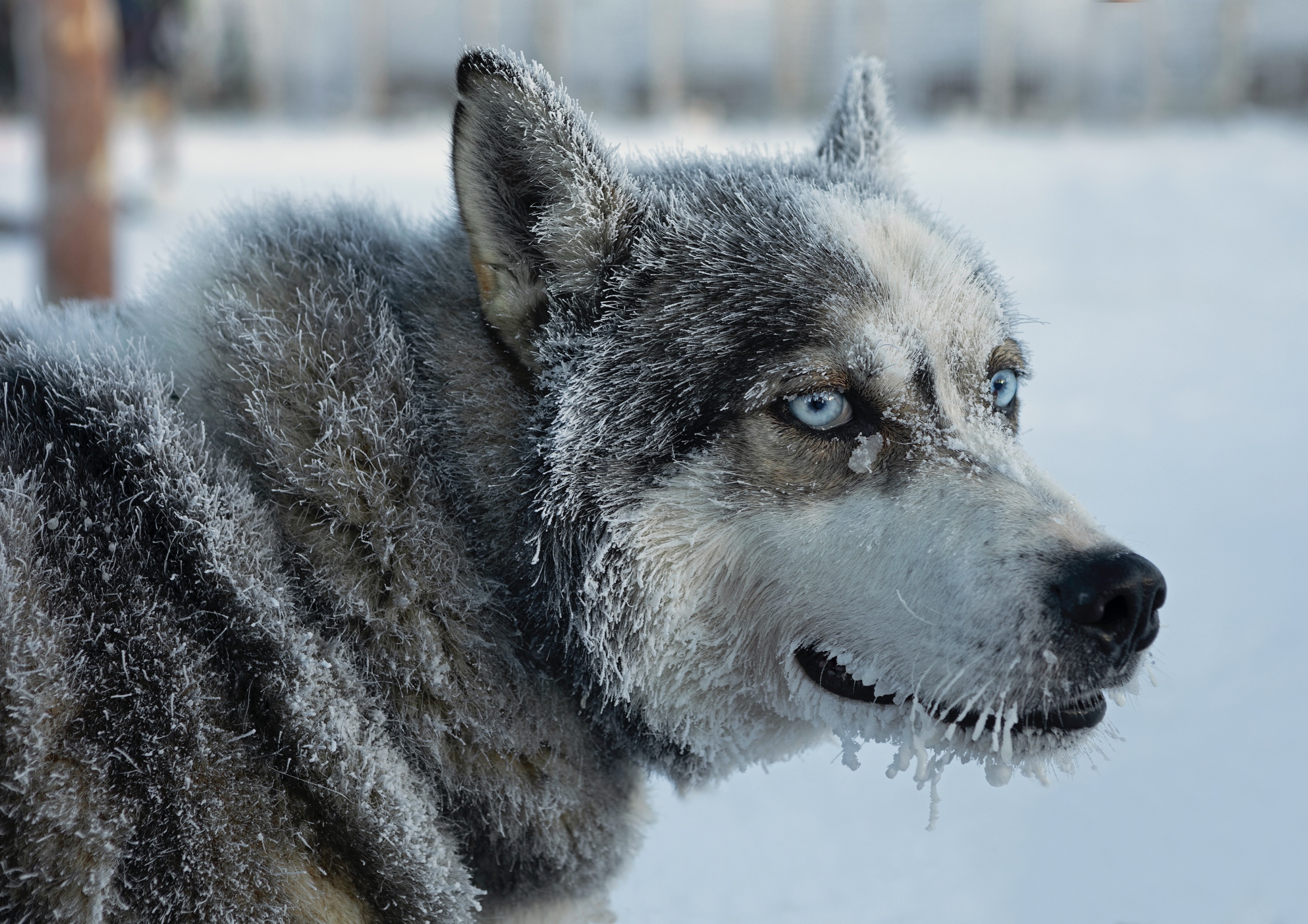 -33°C, 1 ½ Std. Auslauf = Schön war's (nicht nur für ihn)!
