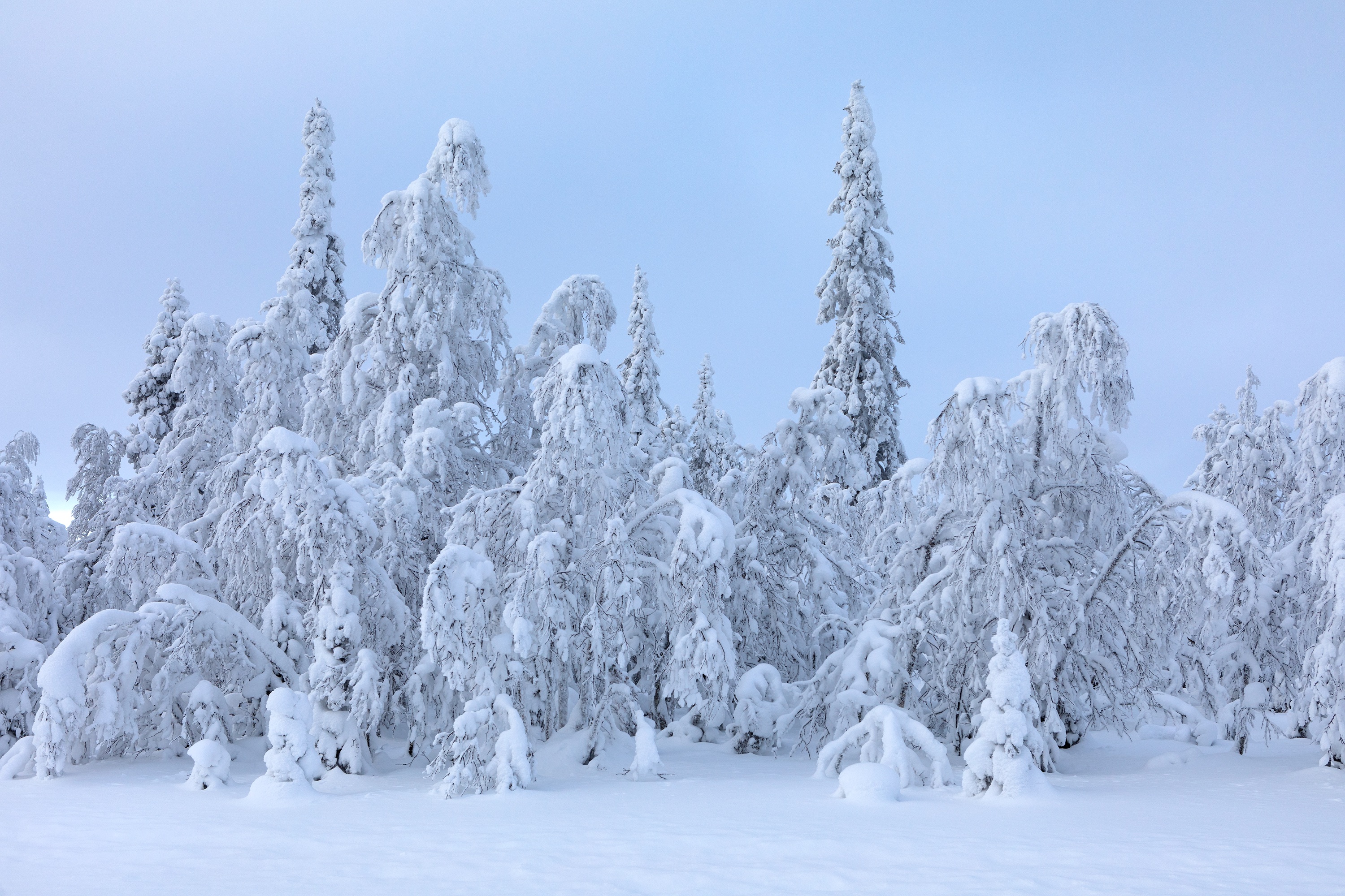 Neuschnee, Finnland bei Inari