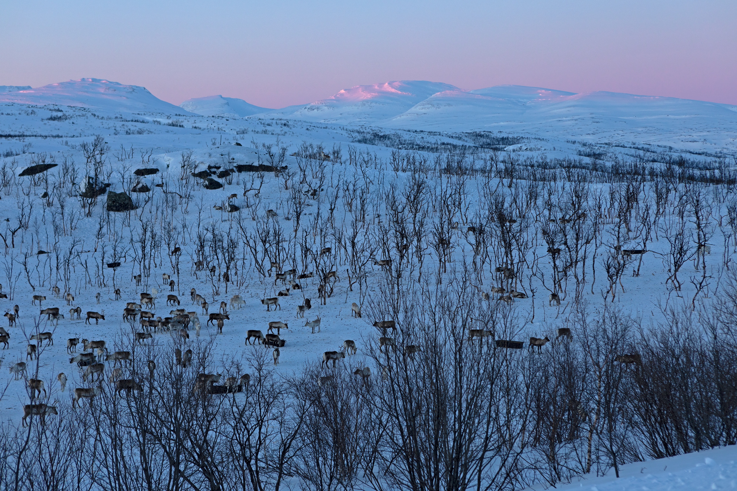 Rentierherde bei Abisko, Schweden