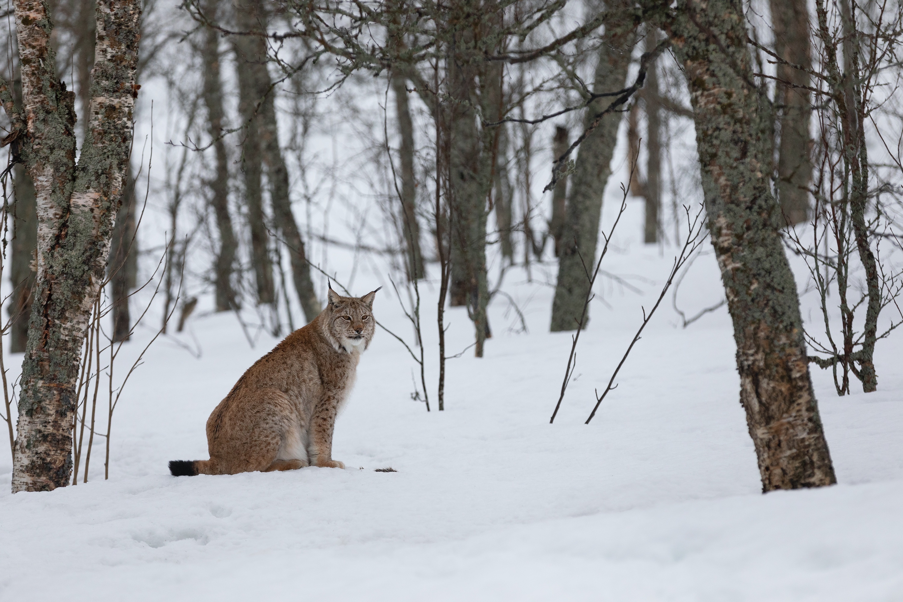Luchs