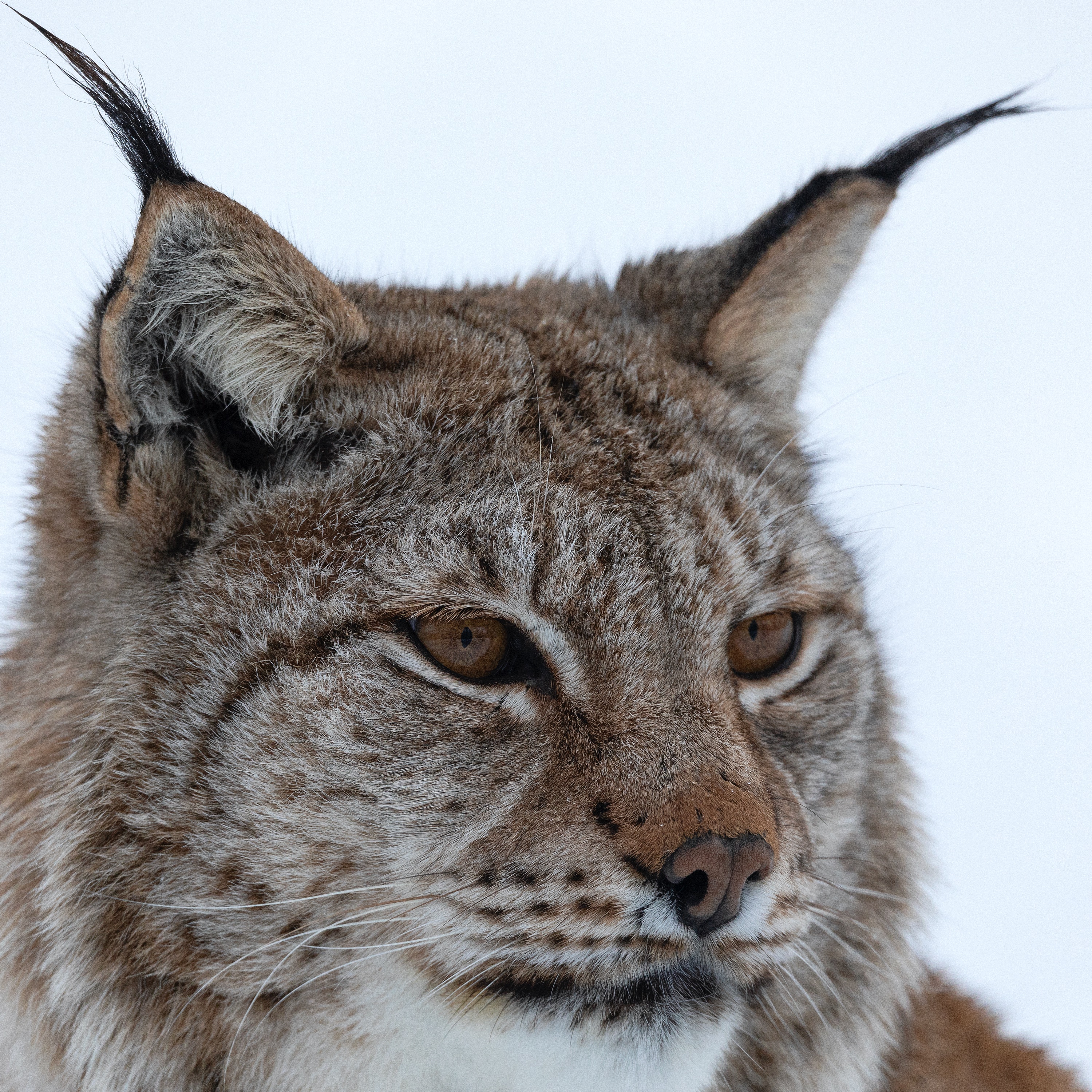 Luchs