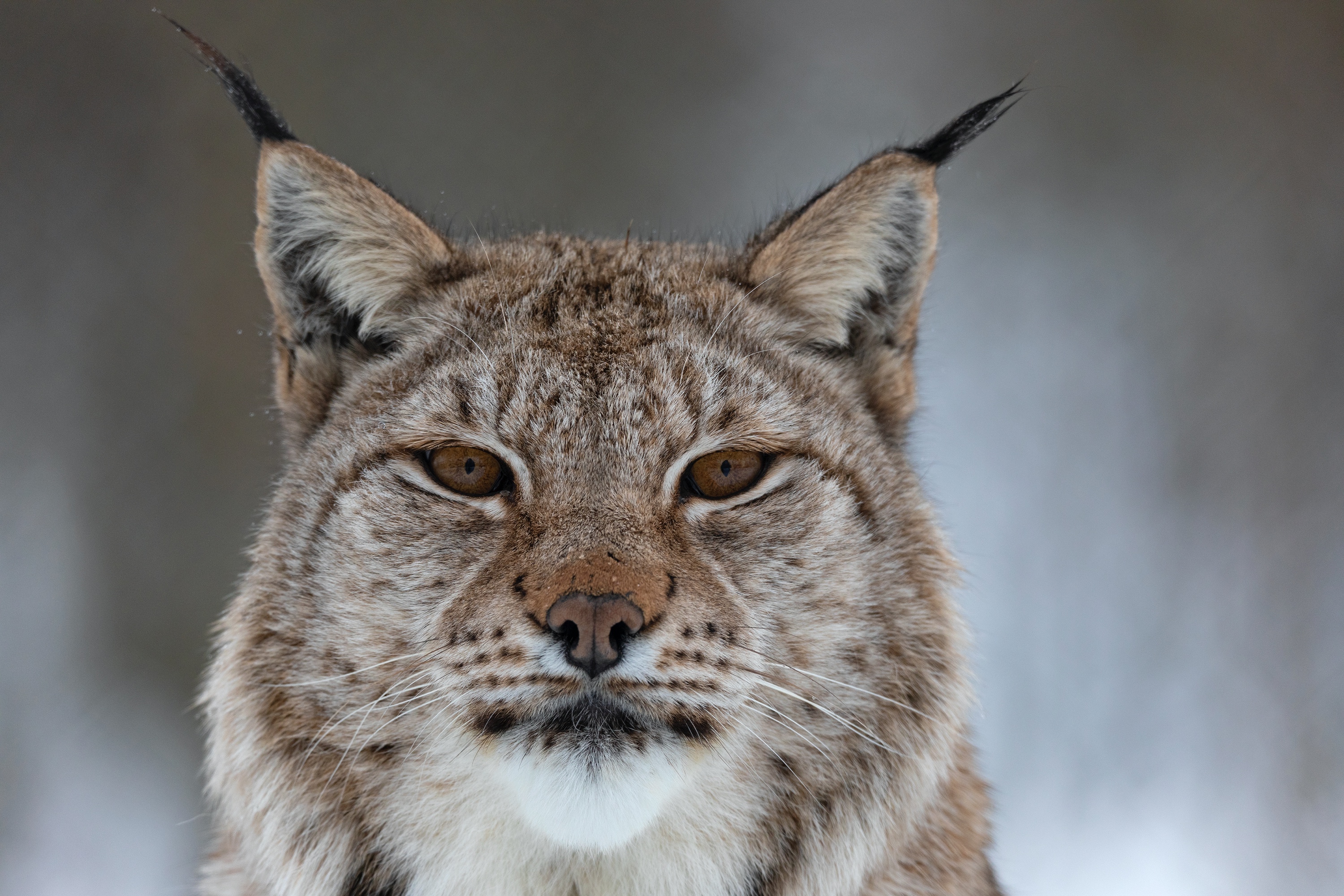 Luchs, Polar Park, Norwegen